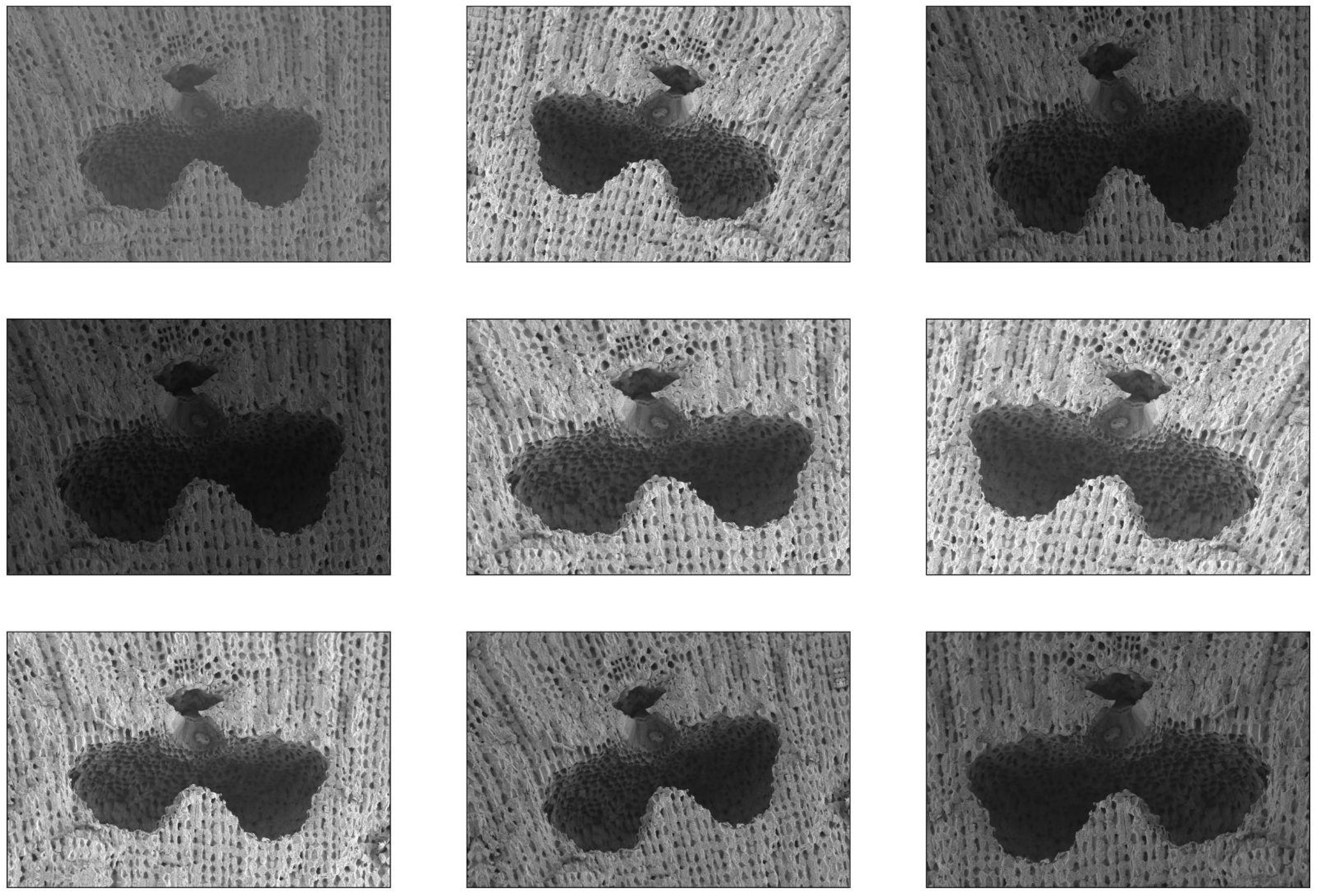 Diversity 13 00640 g002