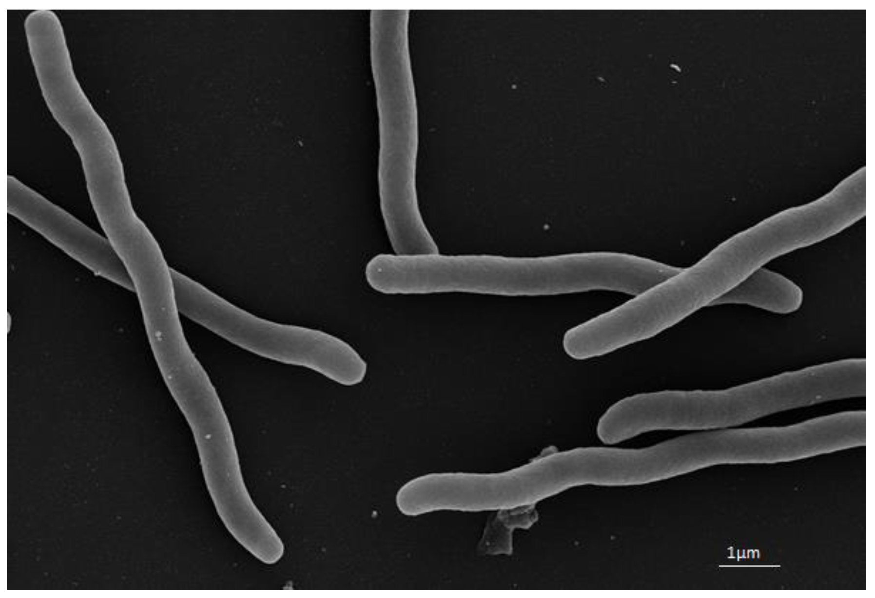 Diversity 13 00641 g001