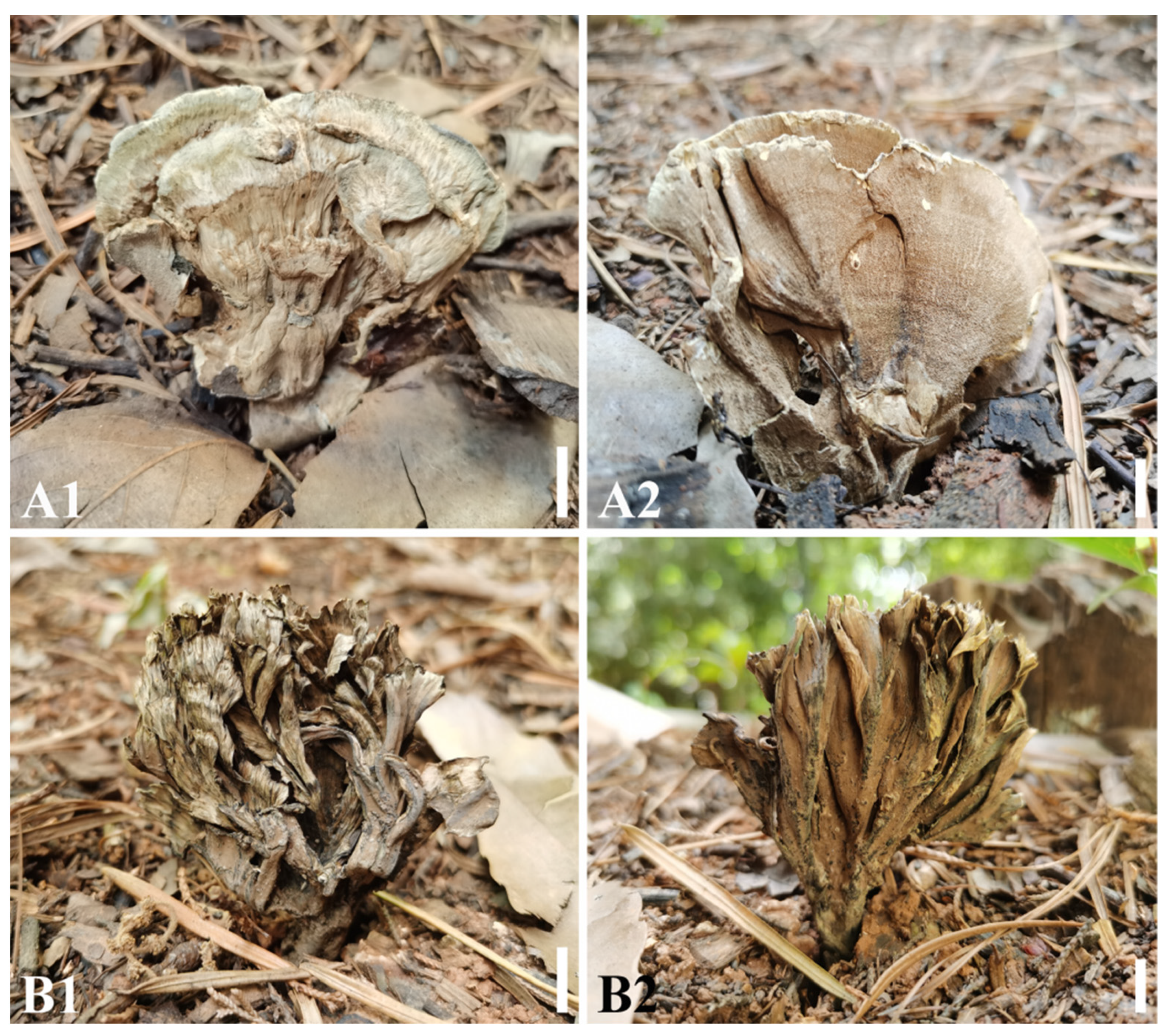 Diversity 13 00646 g007 Diversity 13 00646 g007