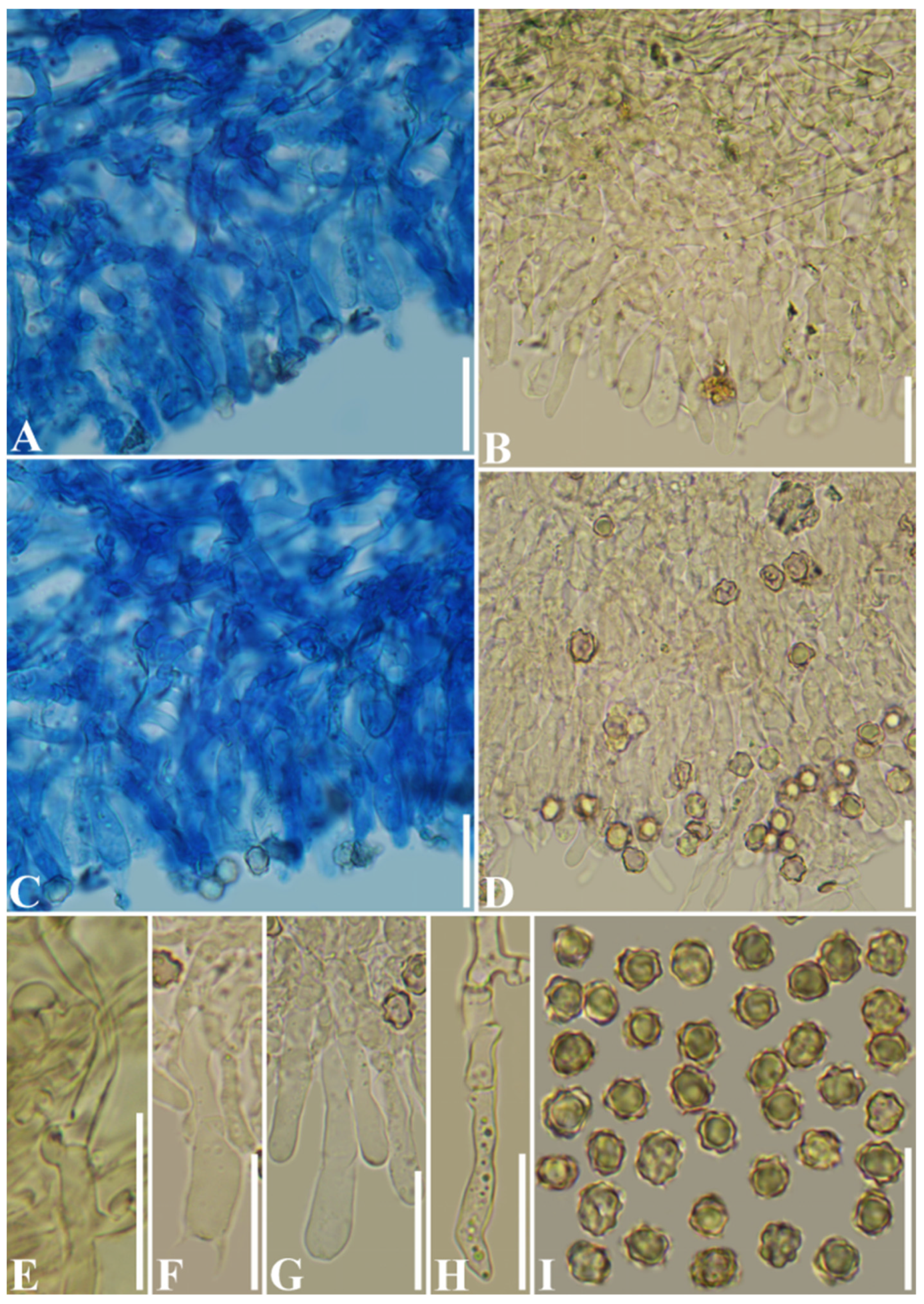 Diversity 13 00646 g009 Diversity 13 00646 g009