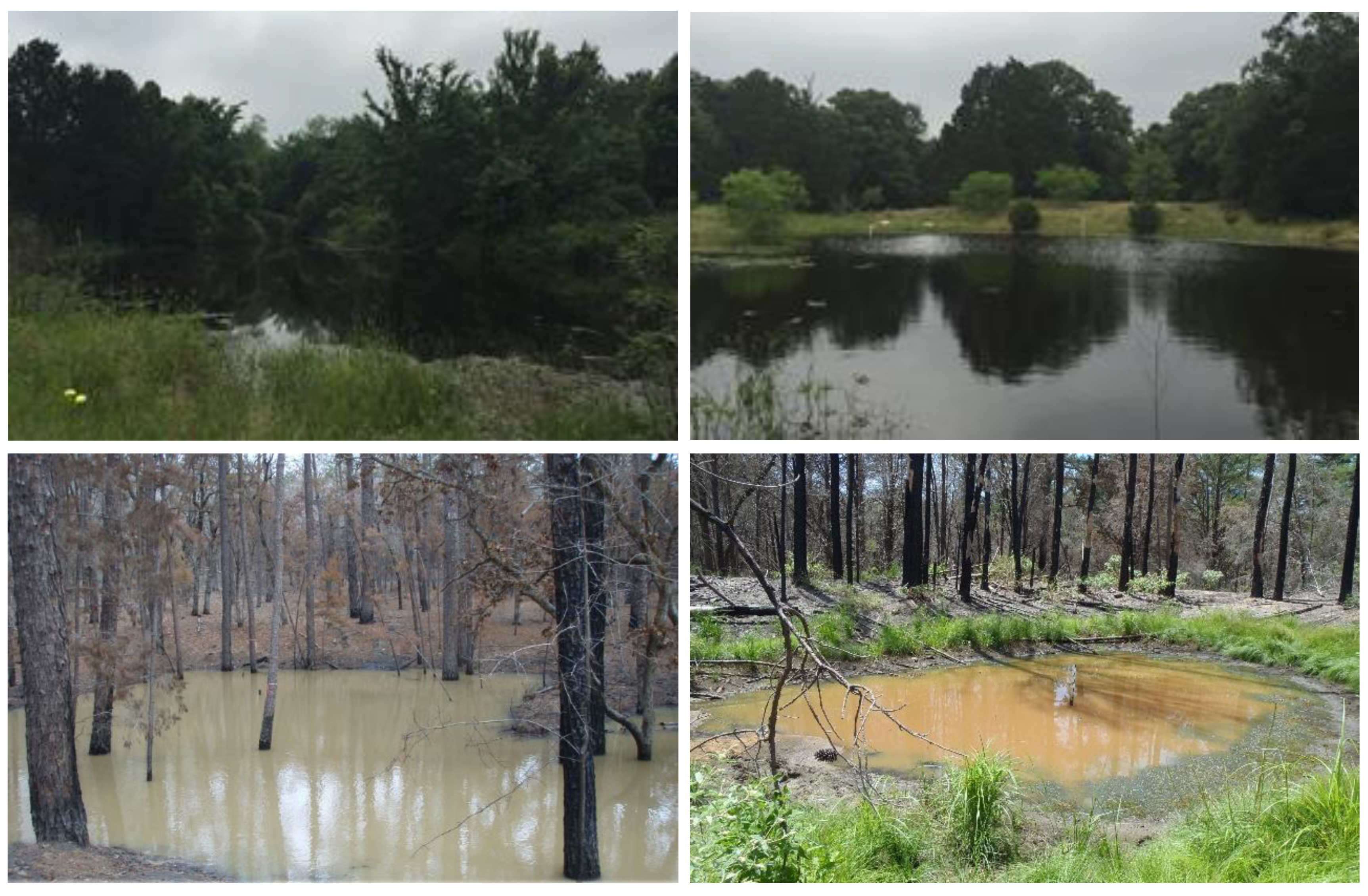 Diversity 13 00649 g003