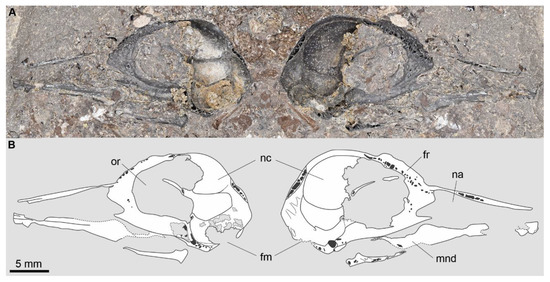 New Remains of Scandiavis mikkelseni Inform Avian