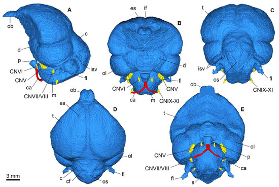 New Remains of Scandiavis mikkelseni Inform Avian Phylogenetic