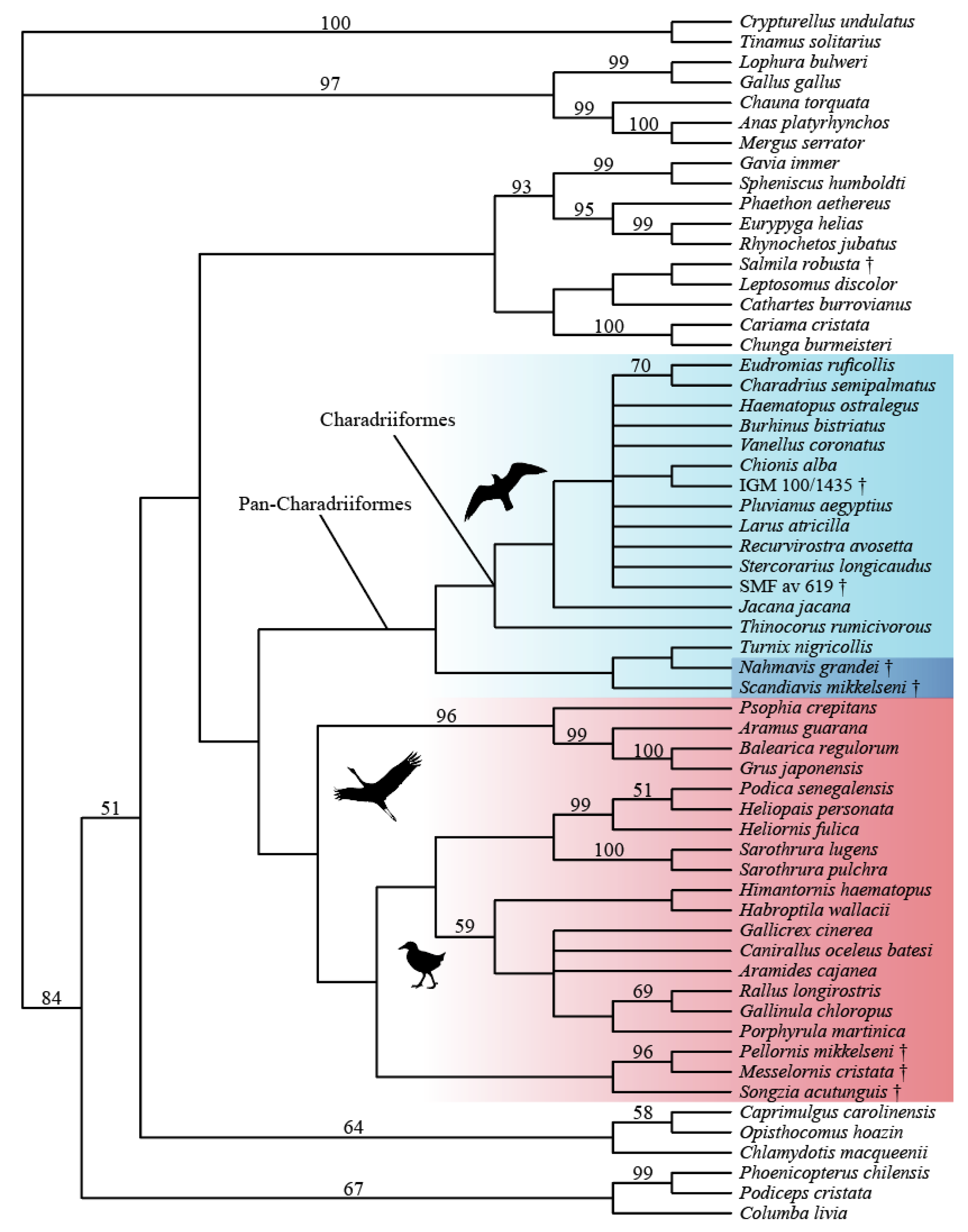 National folketælling bureau Tegne Diversity | Free Full-Text | New Remains of Scandiavis mikkelseni Inform  Avian Phylogenetic Relationships and Brain Evolution | HTML