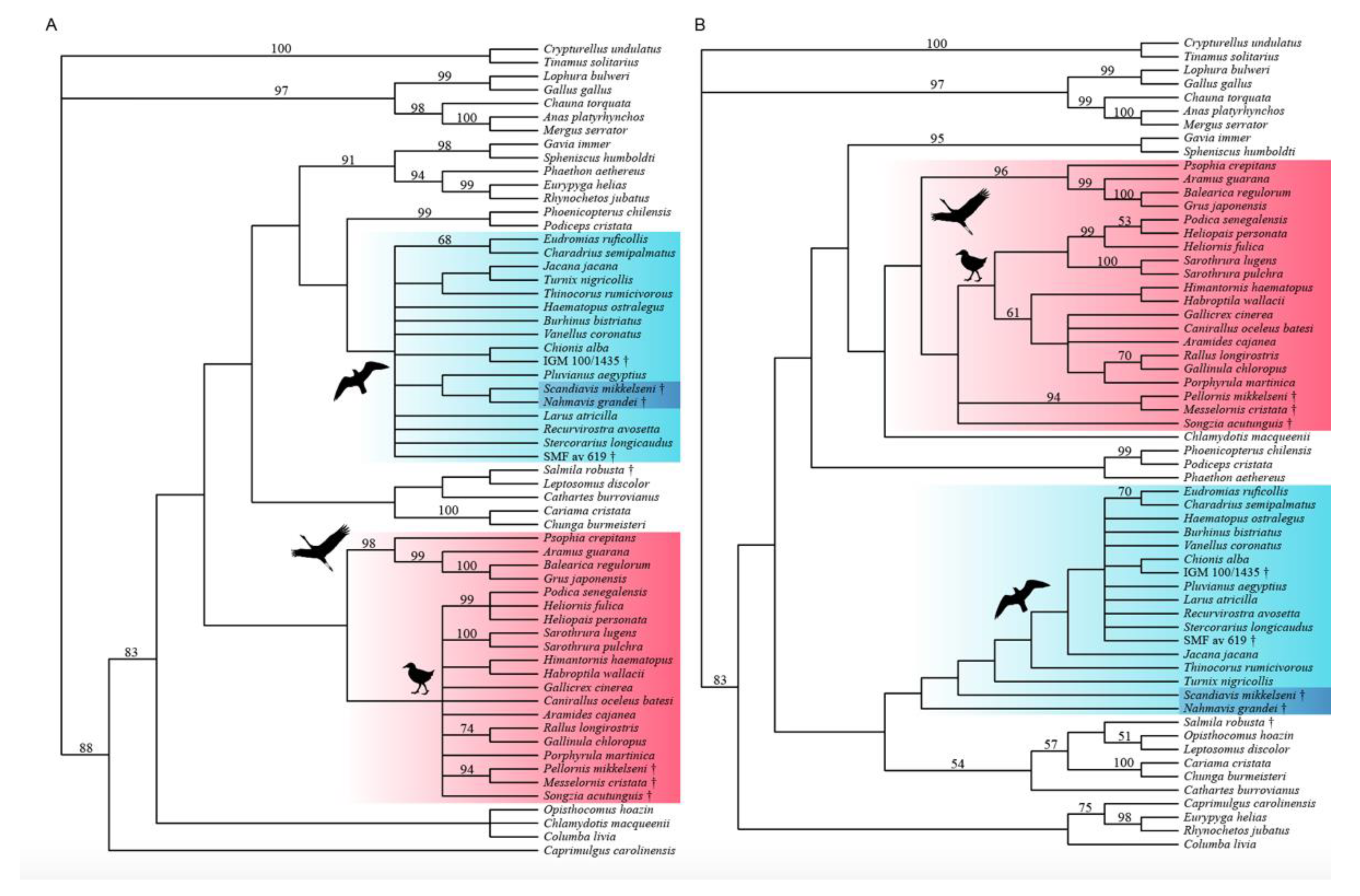 Free Full-Text | New Remains of Scandiavis mikkelseni Inform Phylogenetic Relationships and Evolution | HTML
