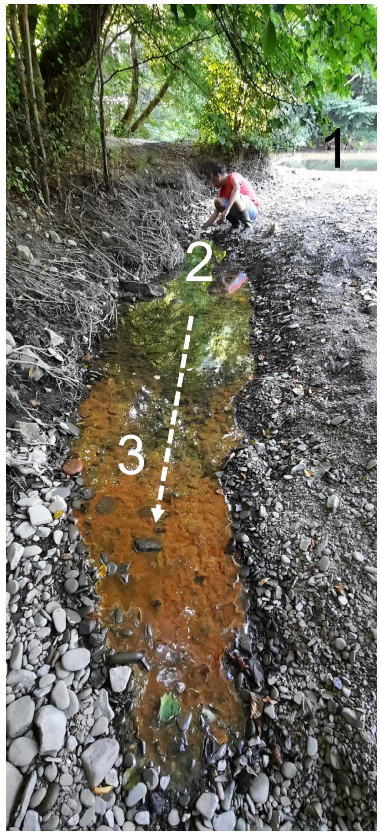 Diversity 13 00655 g001