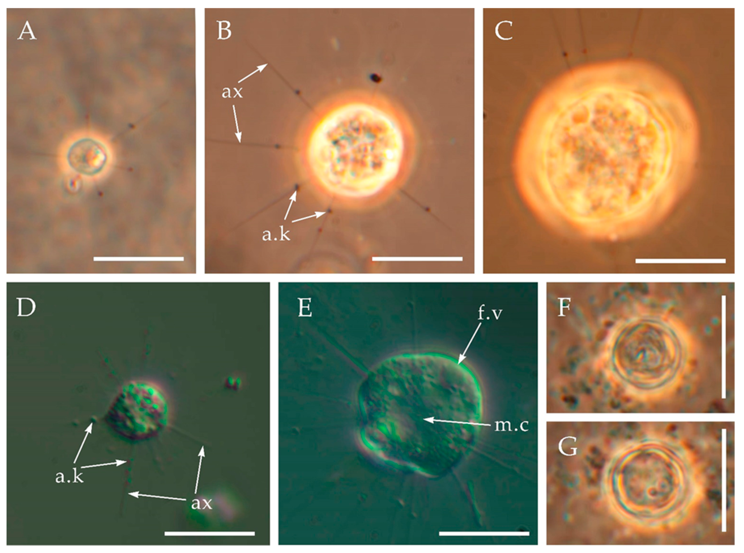 Diversity 13 00658 g002 550