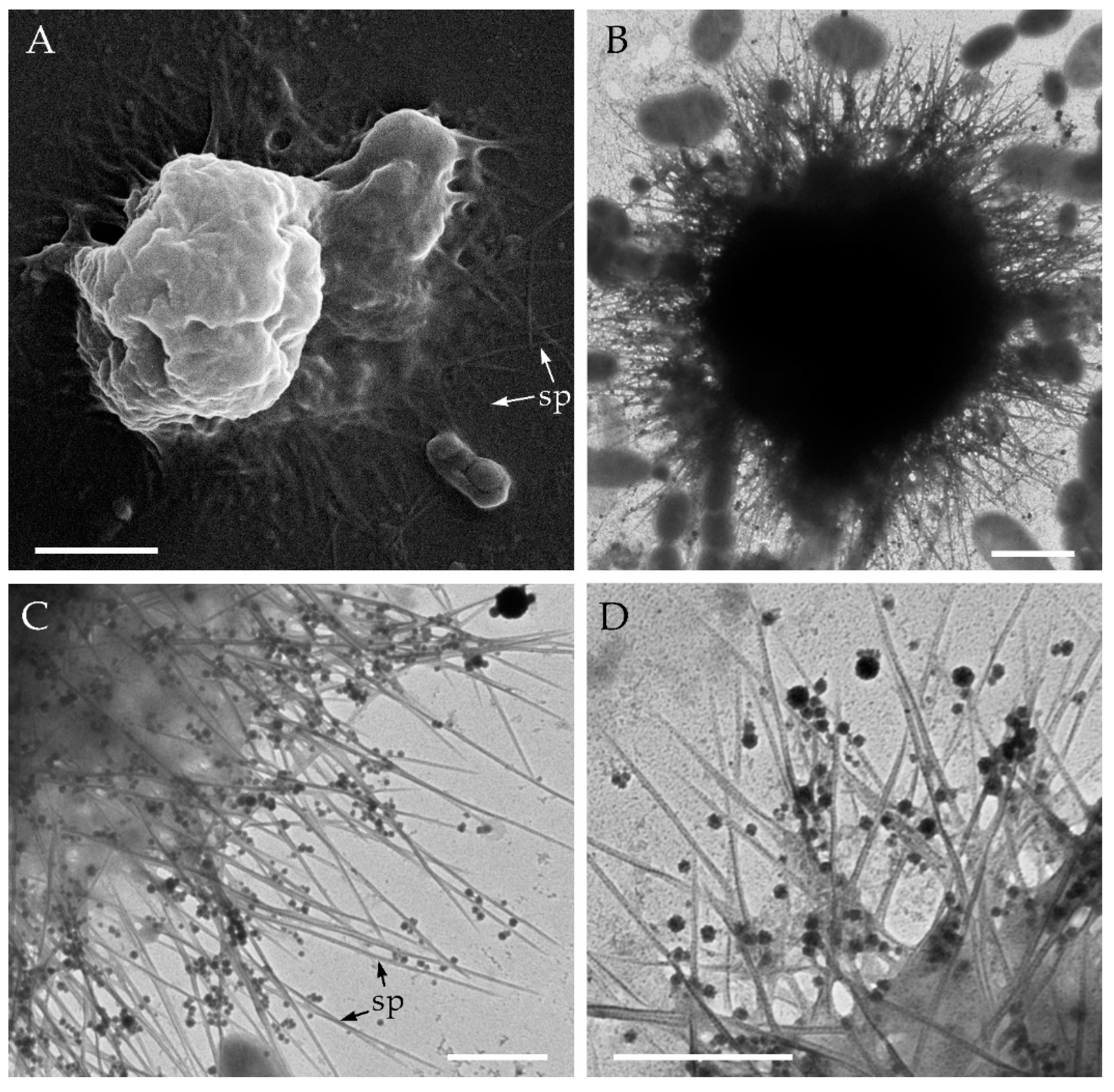 Diversity 13 00658 g005 550