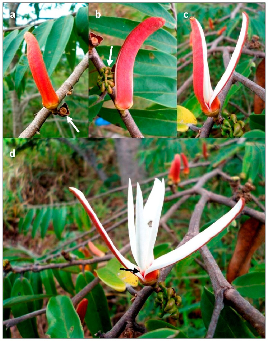 Diversity 13 00661 g003