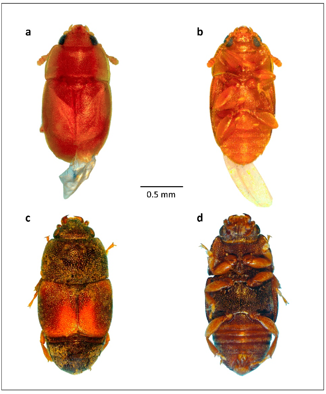 Diversity 13 00661 g009