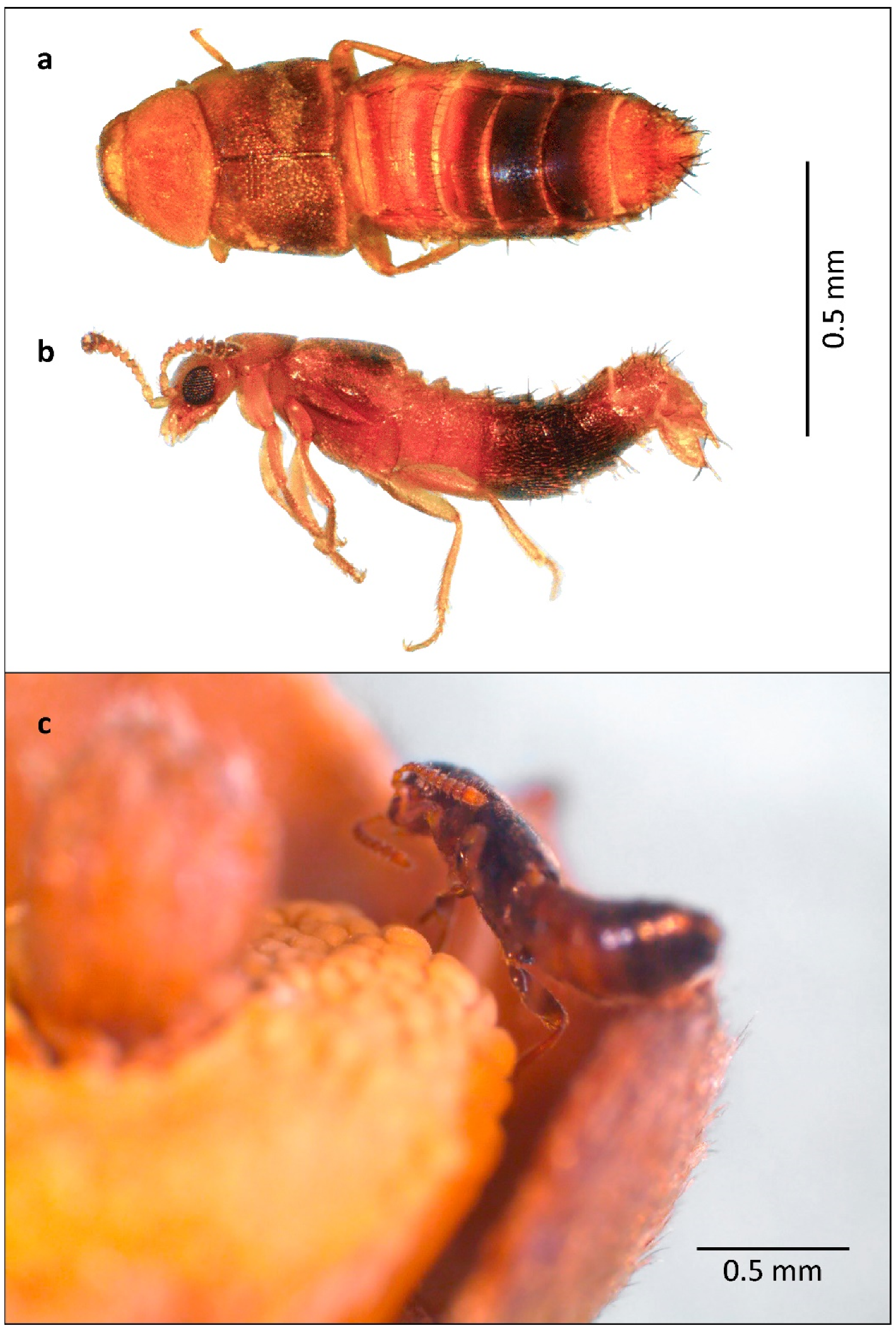 Diversity 13 00661 g013