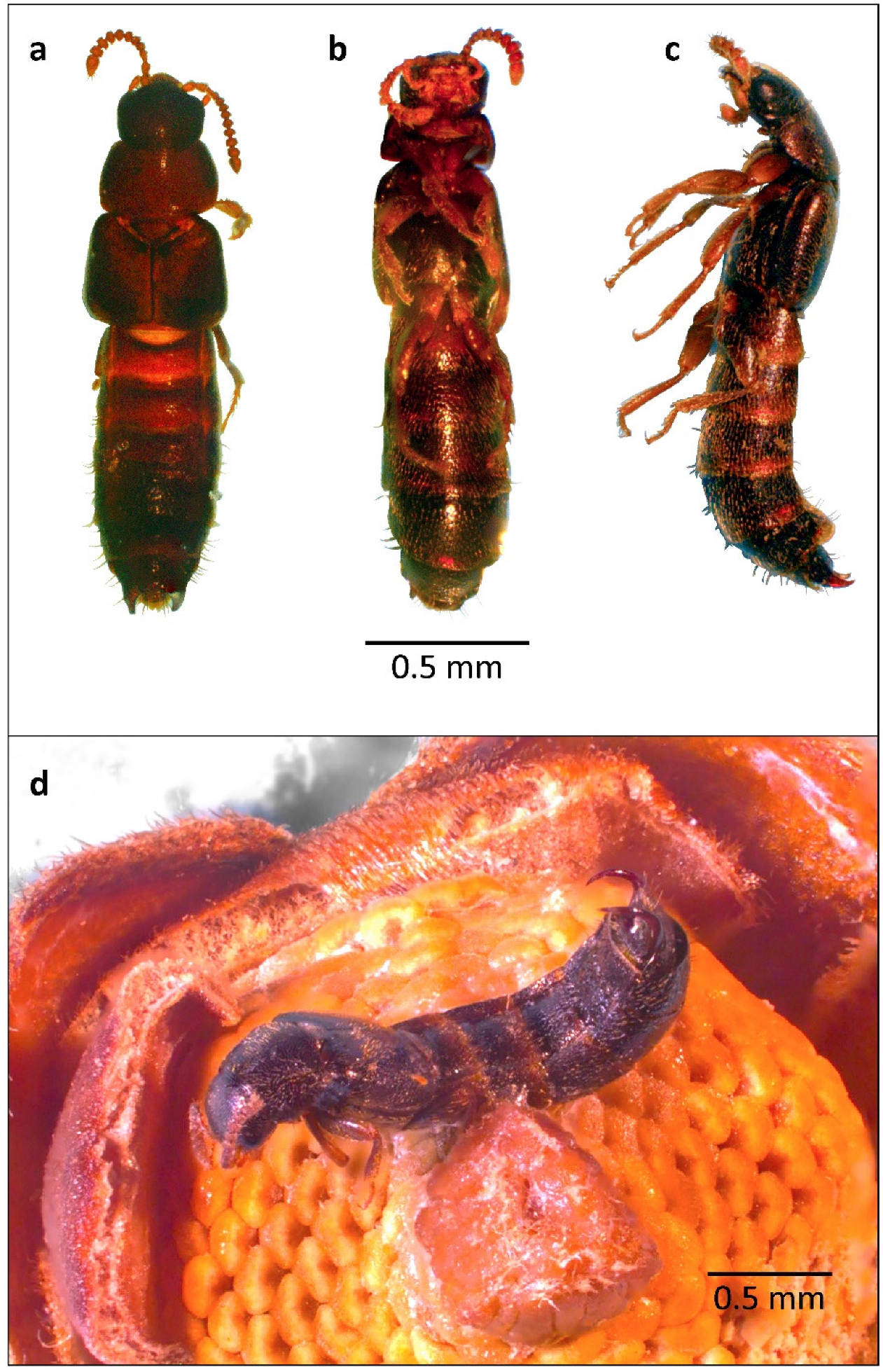 Diversity 13 00661 g014