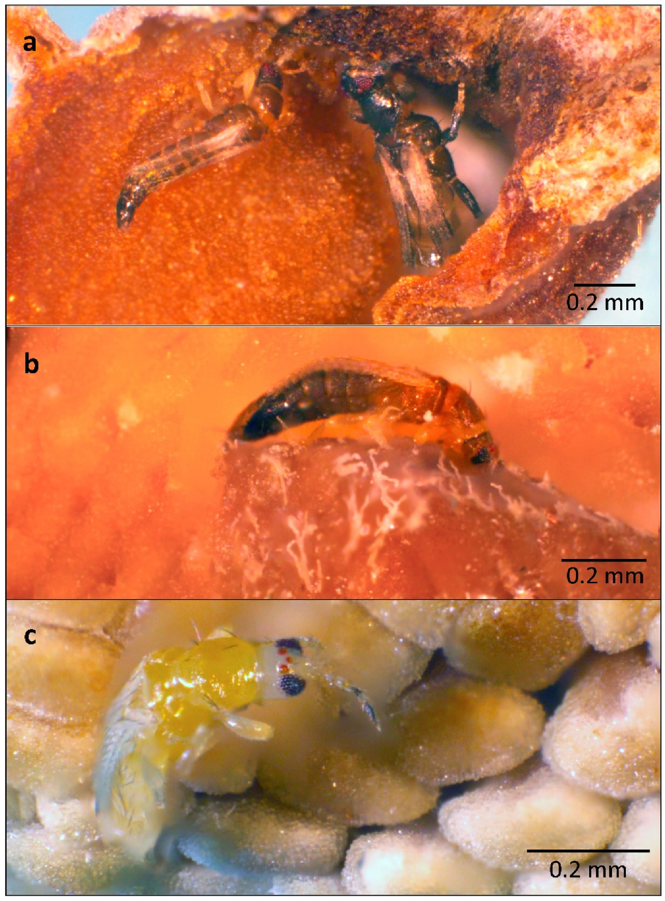 Diversity 13 00661 g015