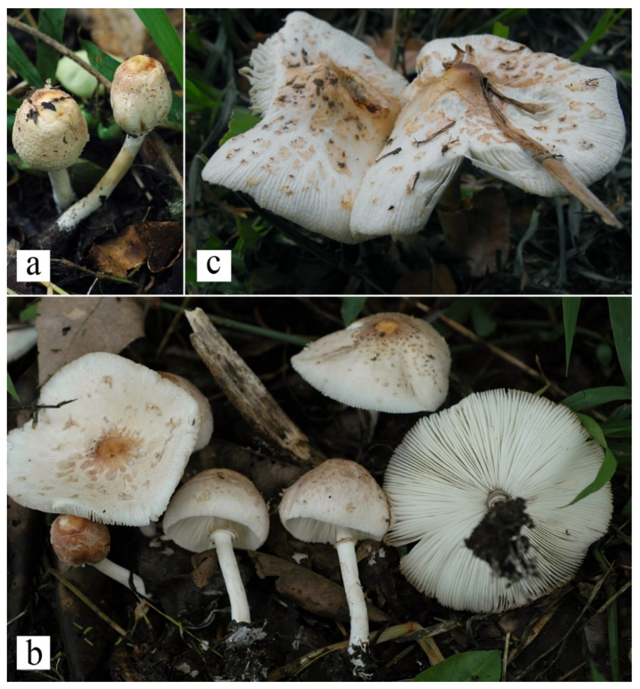 Diversity 13 00666 g005