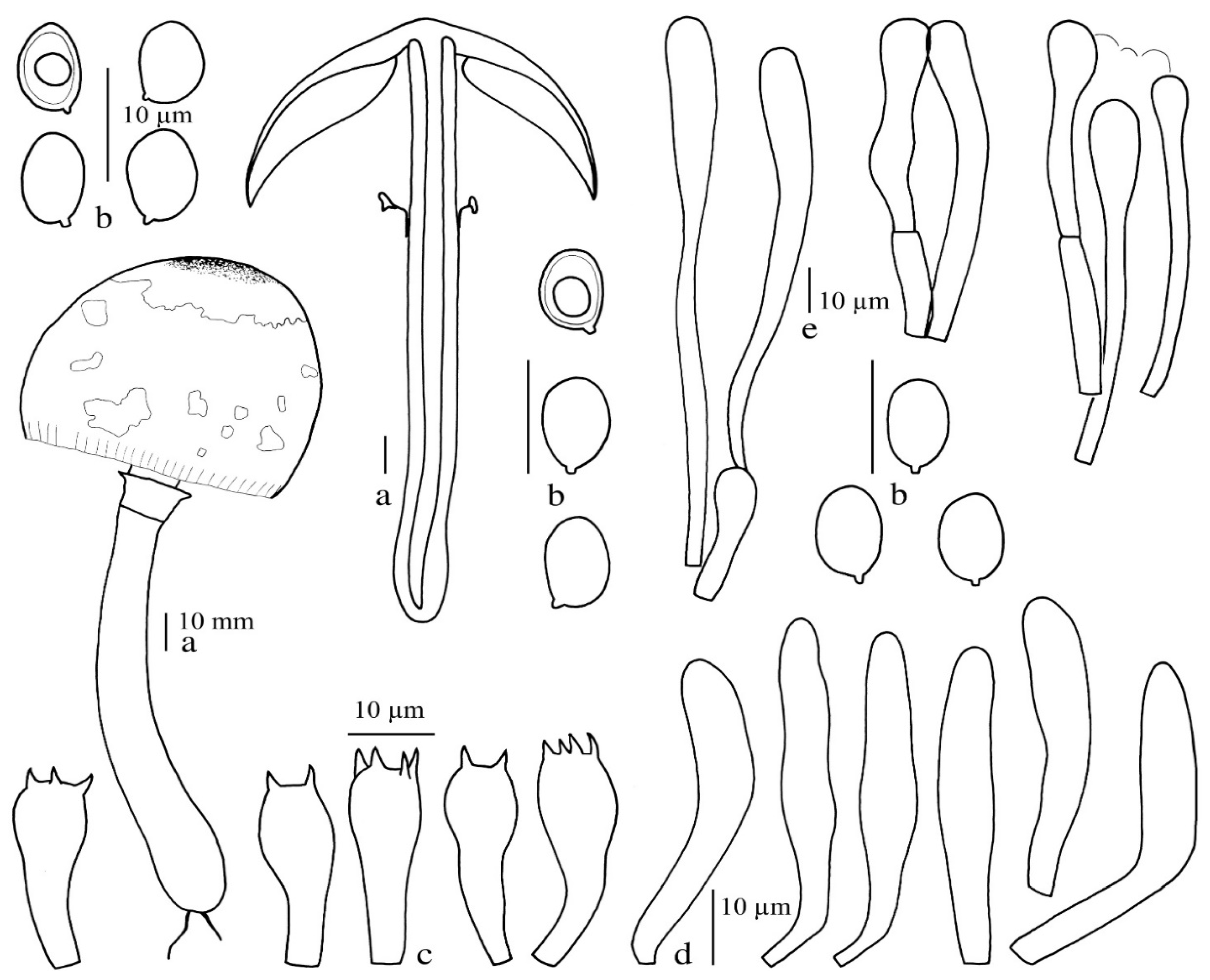 Diversity 13 00666 g006