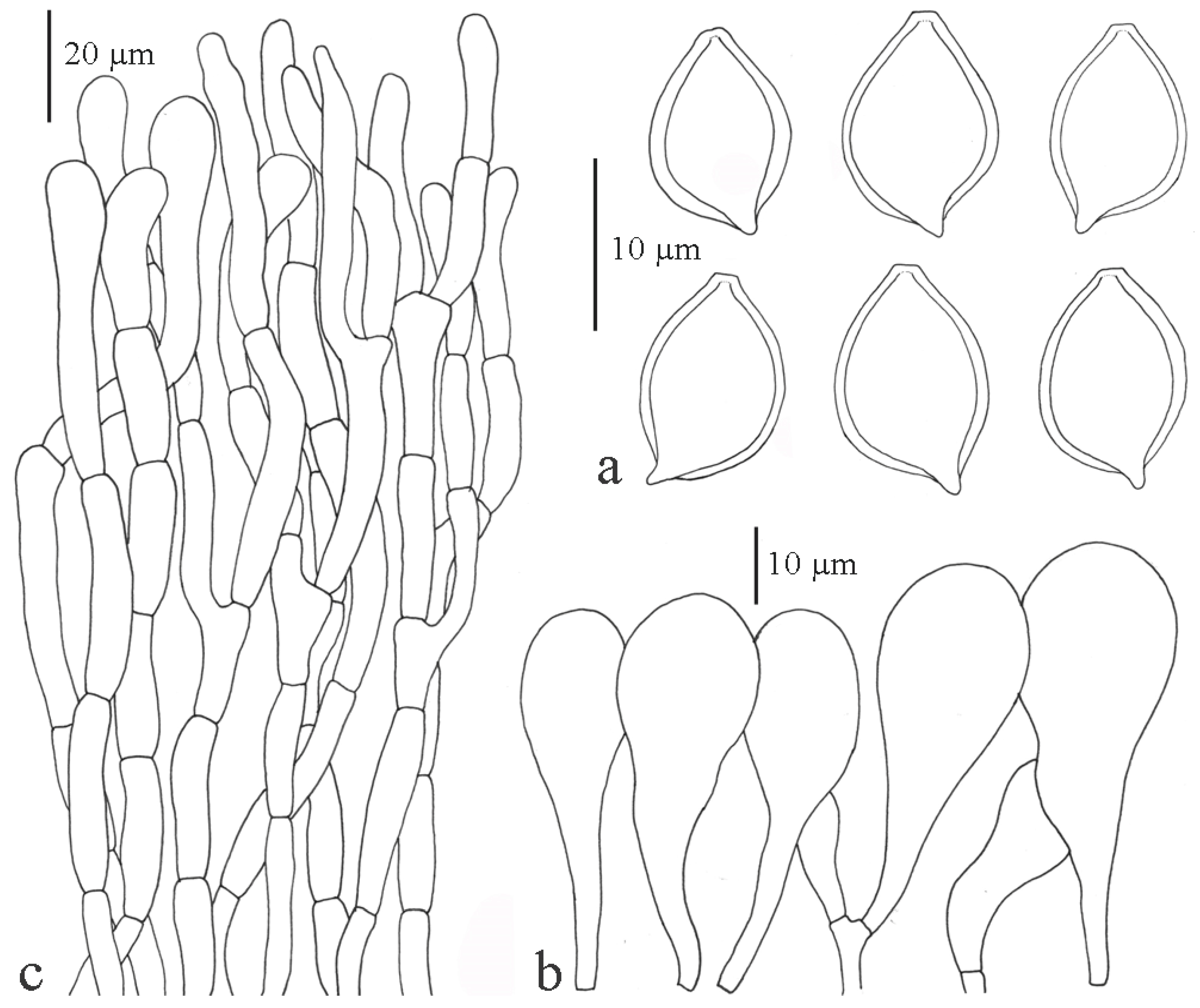 Diversity 13 00666 g008