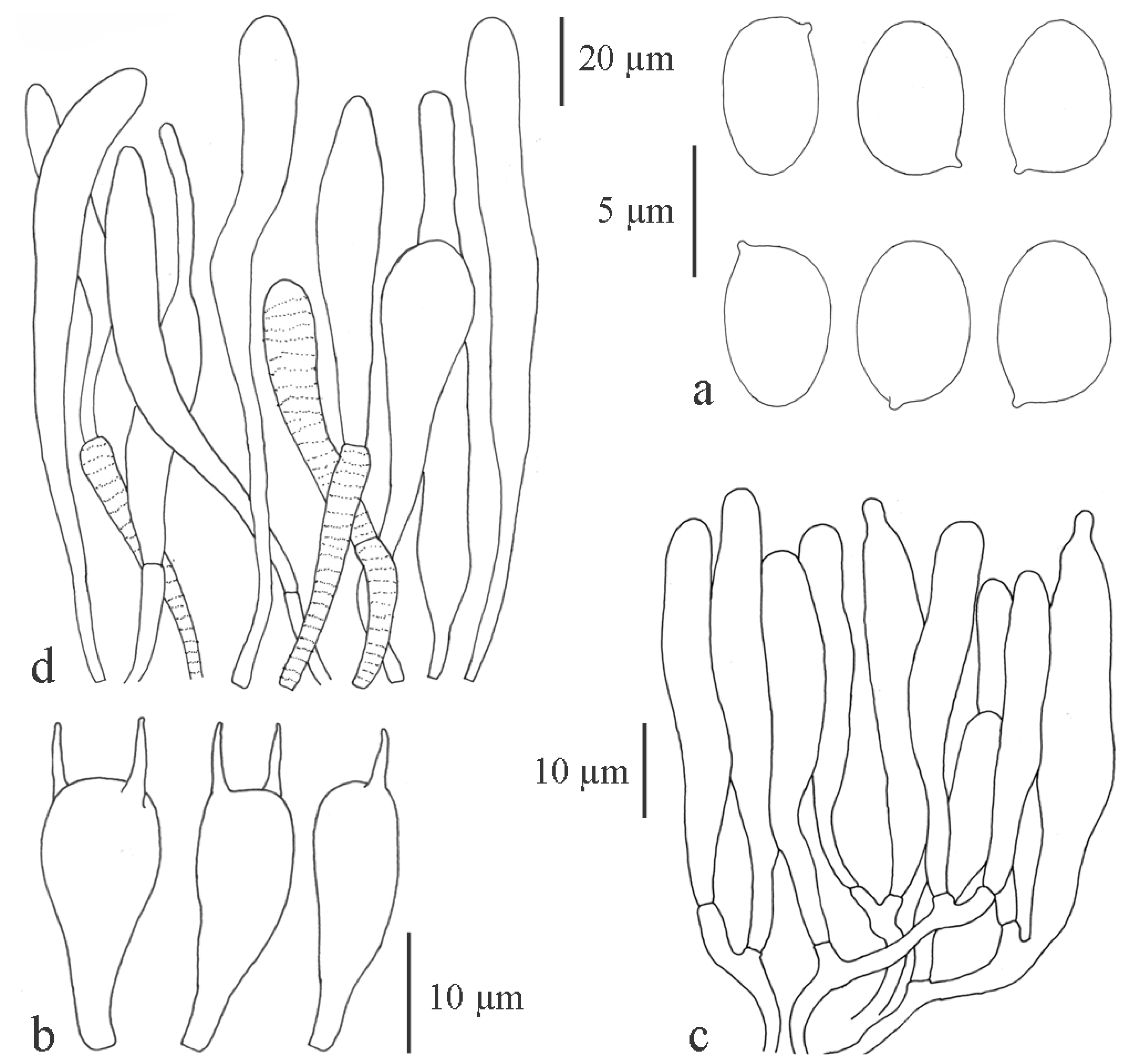 Diversity 13 00666 g010