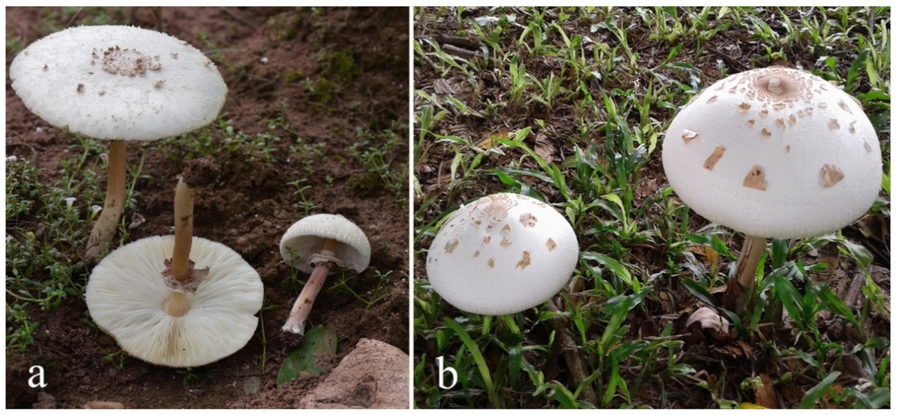 Diversity 13 00666 g011