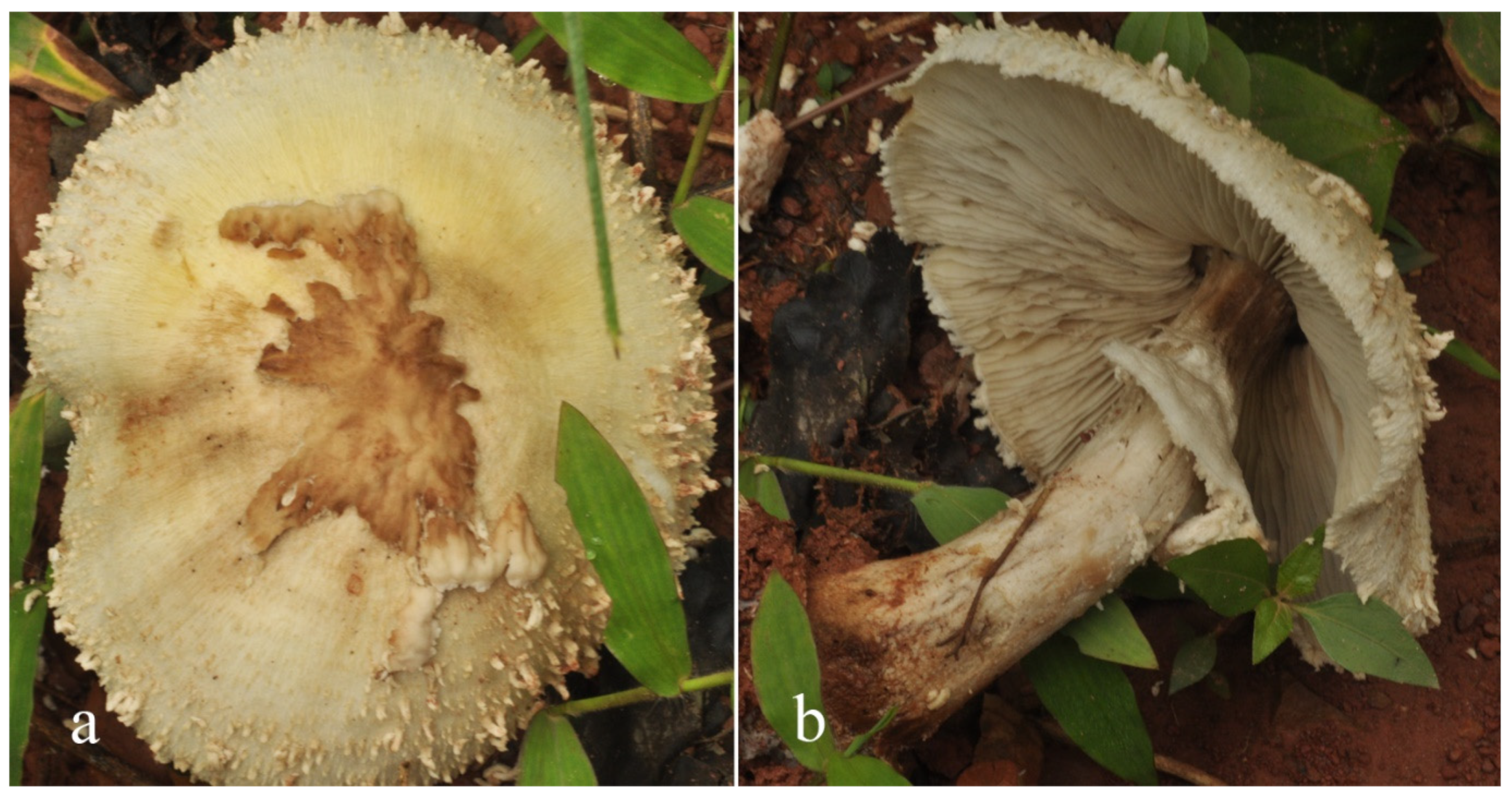 Diversity 13 00666 g013