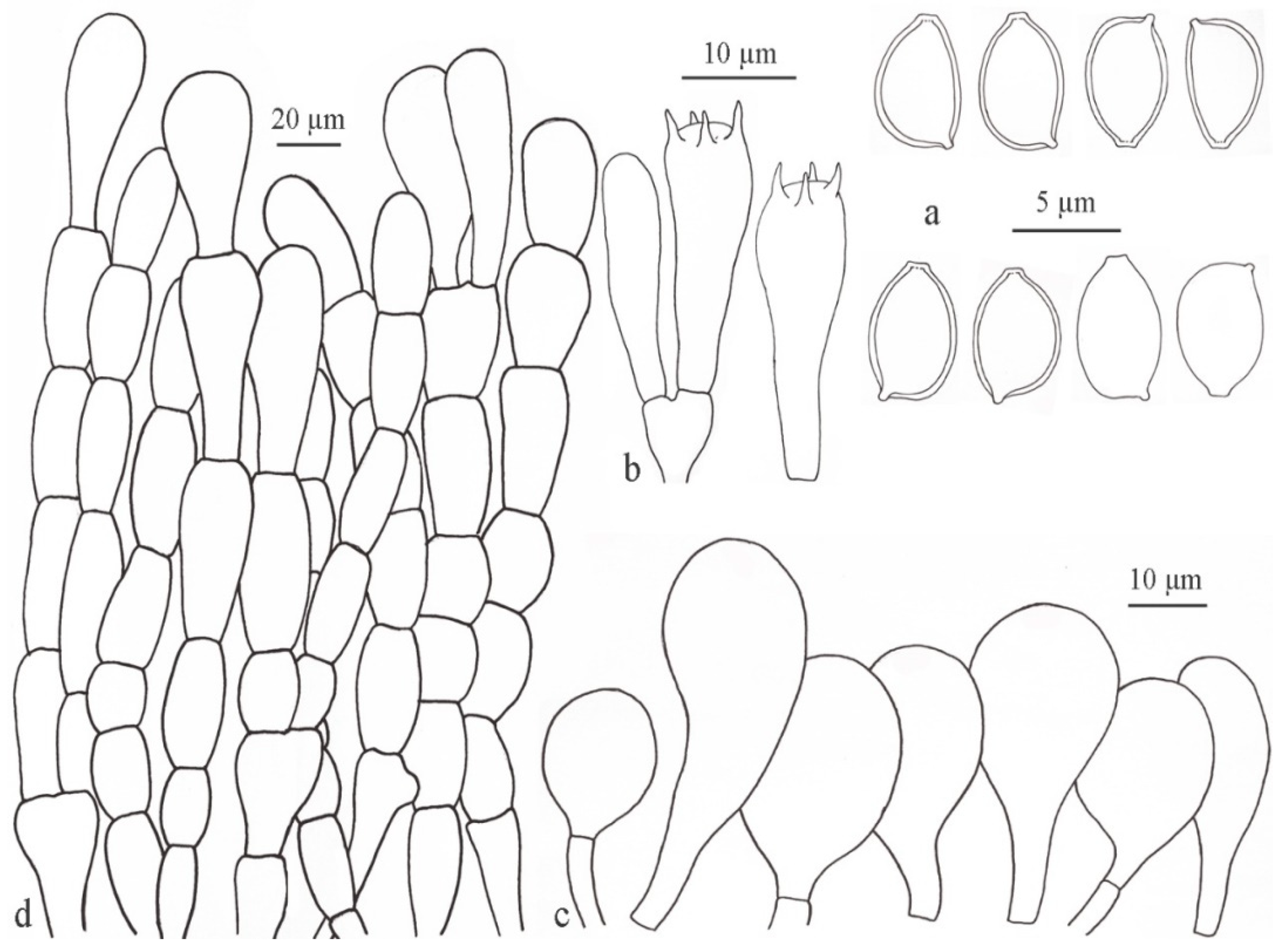 Diversity 13 00666 g014
