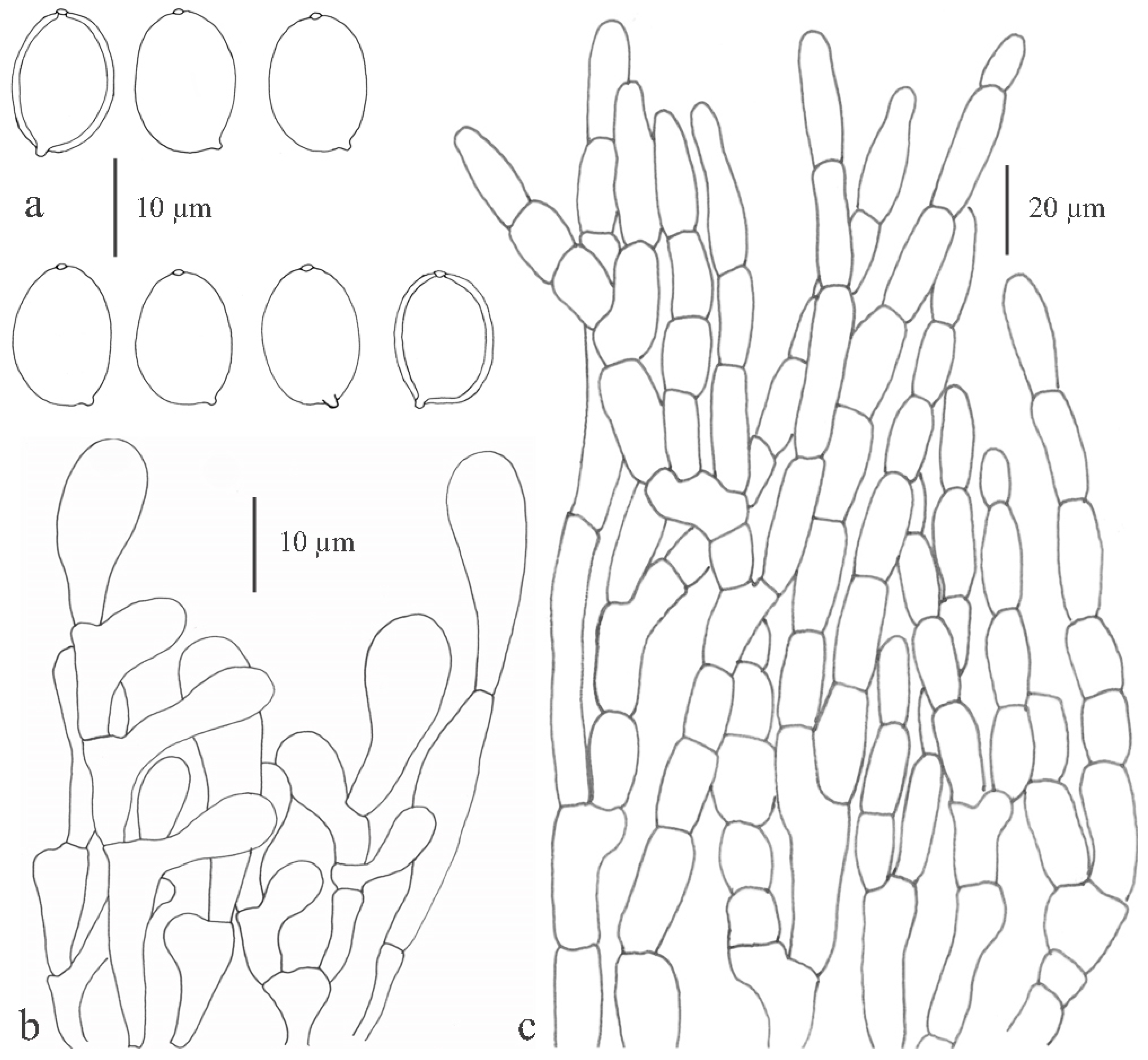 Diversity 13 00666 g016