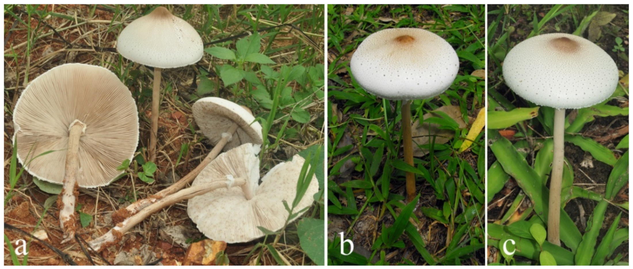 Diversity 13 00666 g017