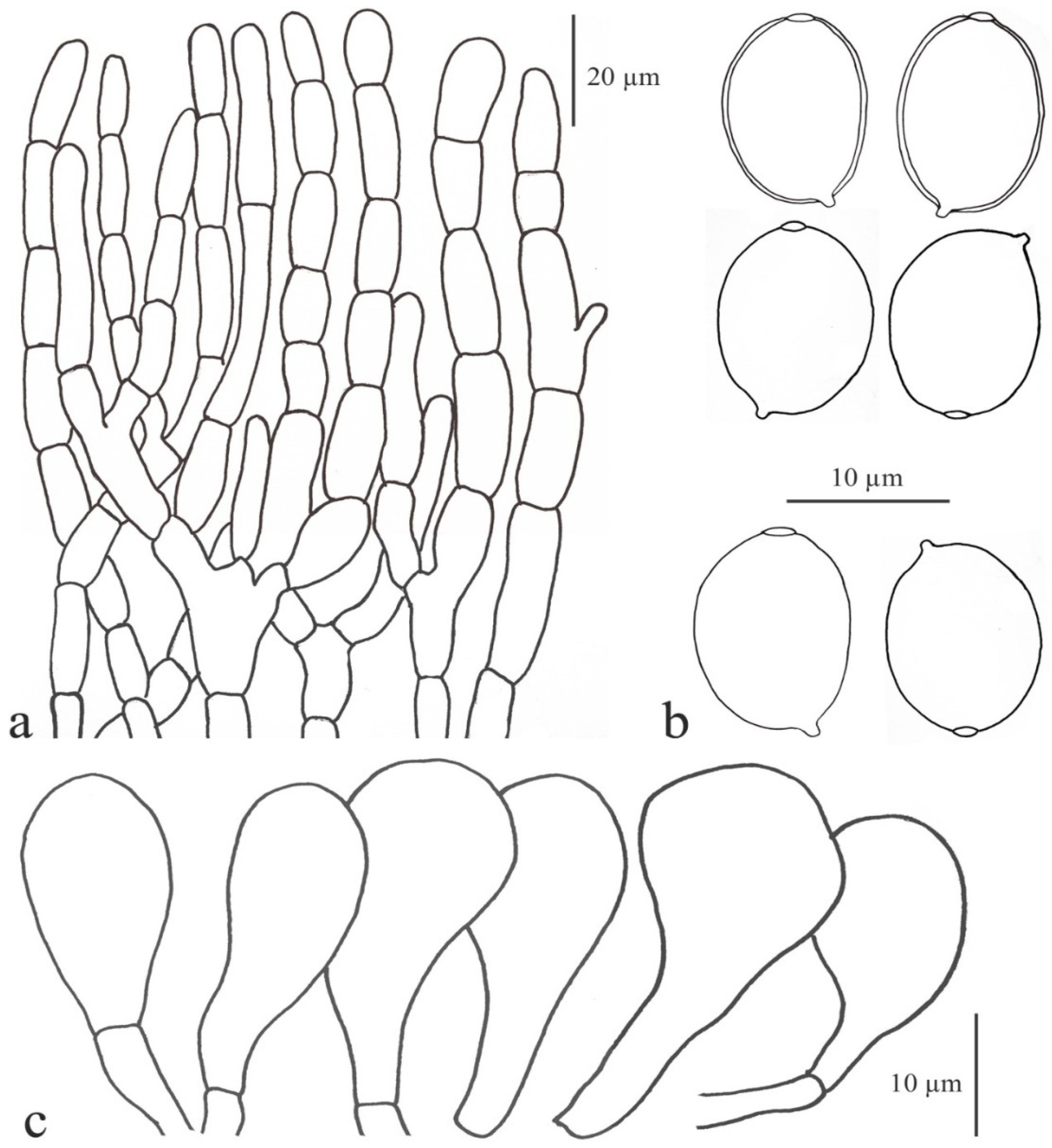 Diversity 13 00666 g018
