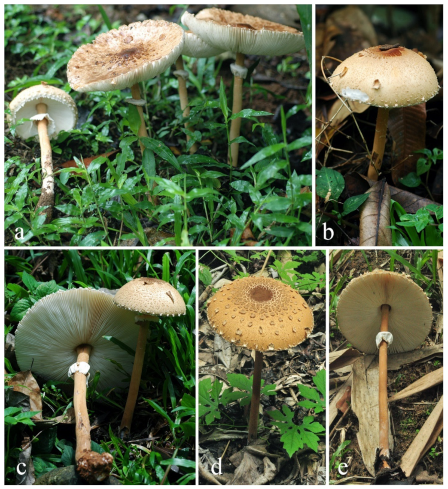 Diversity 13 00666 g019