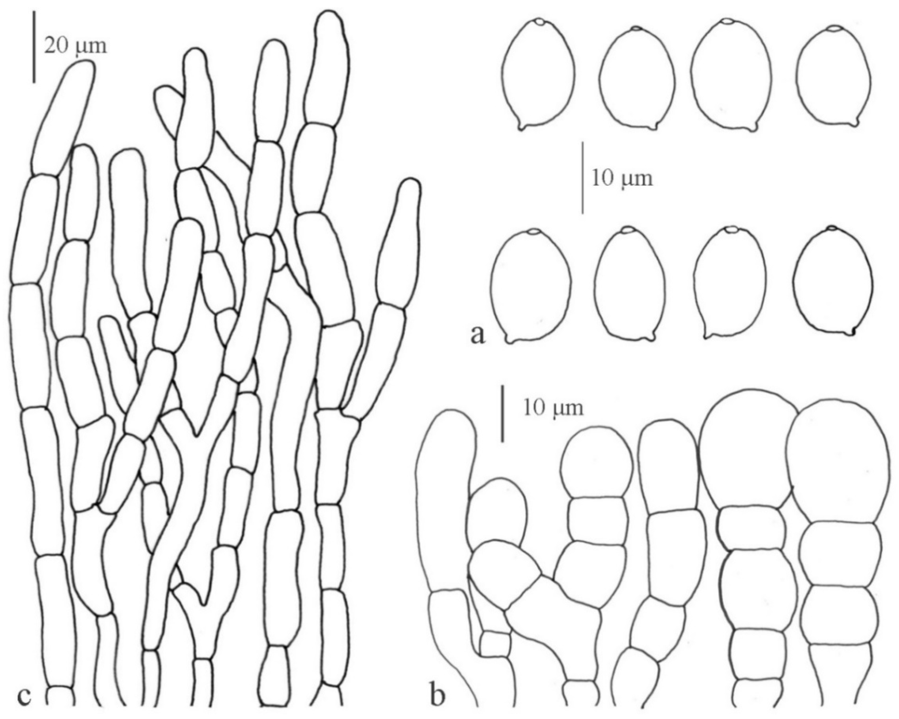 Diversity 13 00666 g020