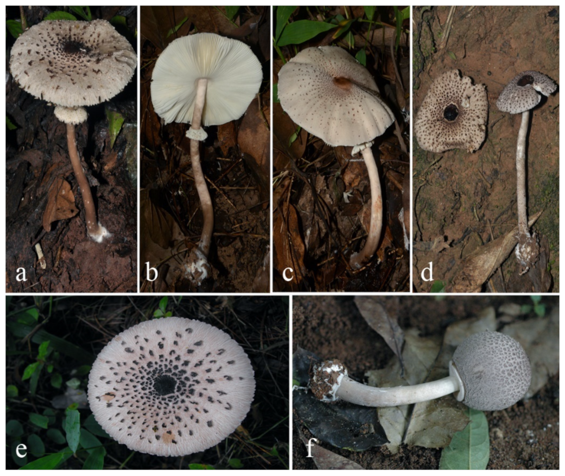 Diversity 13 00666 g021