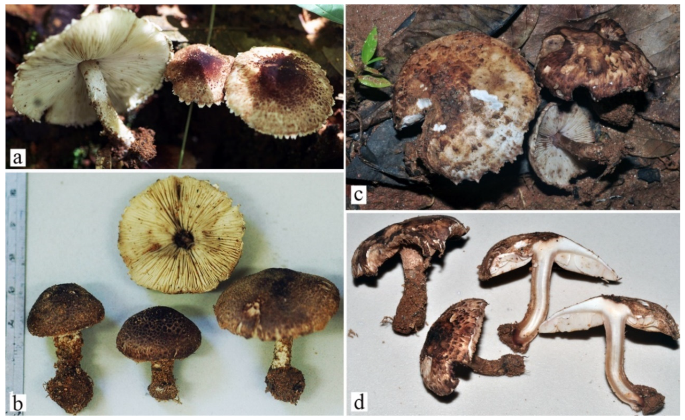 Diversity 13 00666 g023