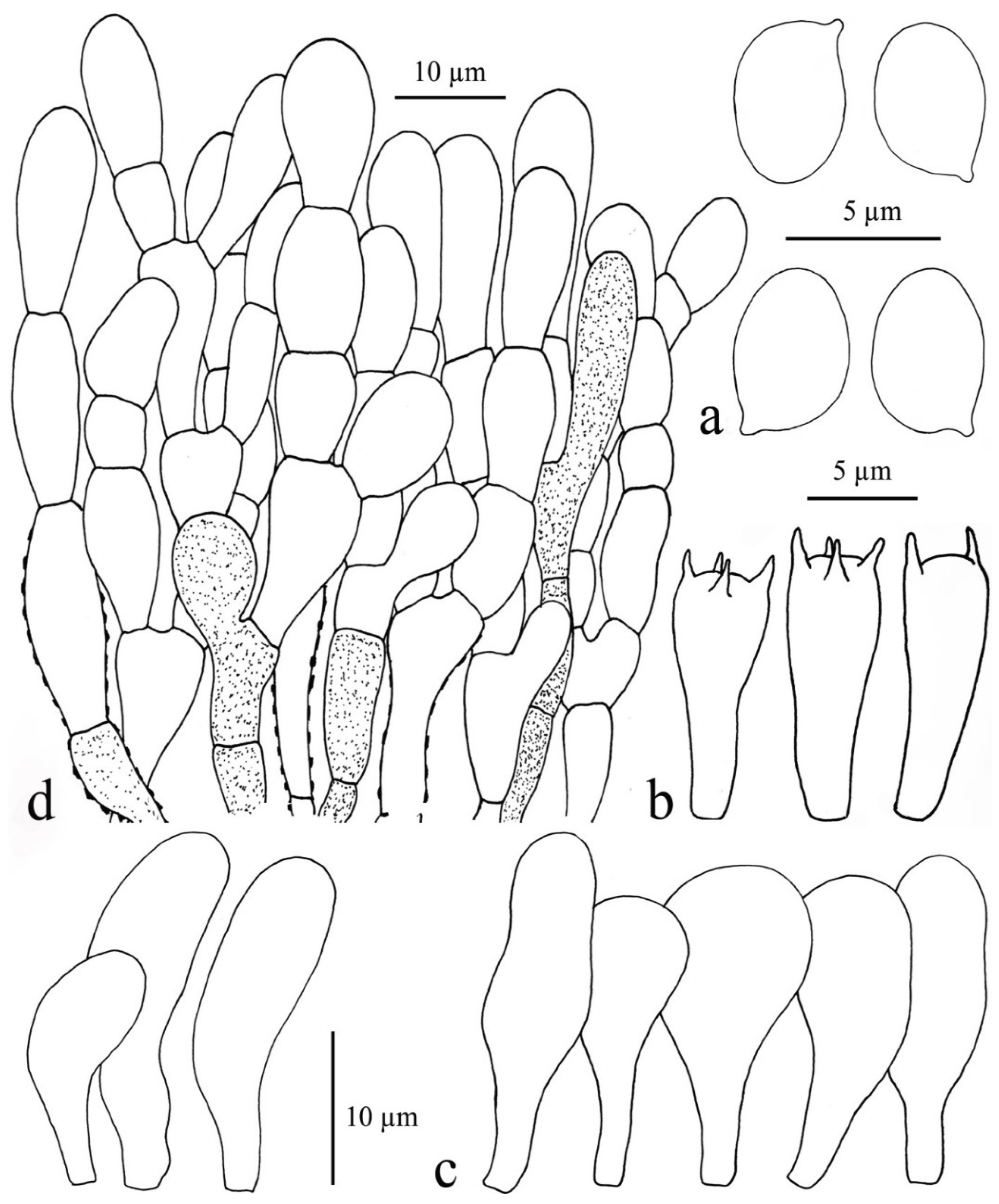 Diversity 13 00666 g024