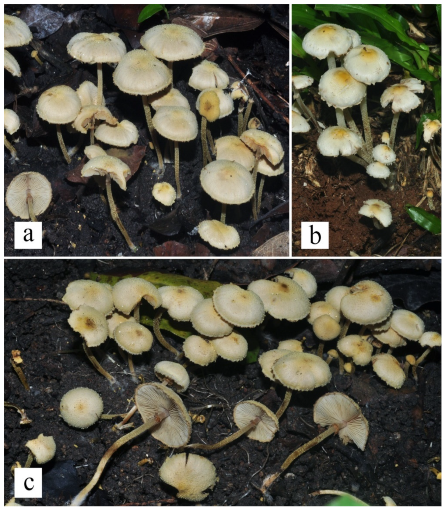 Diversity 13 00666 g025