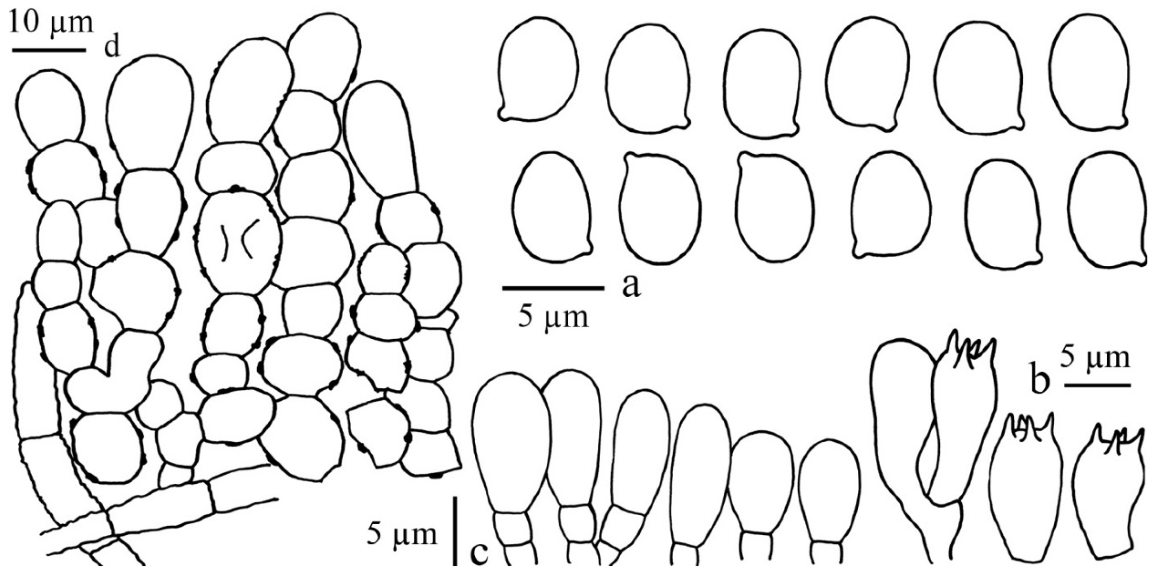 Diversity 13 00666 g026