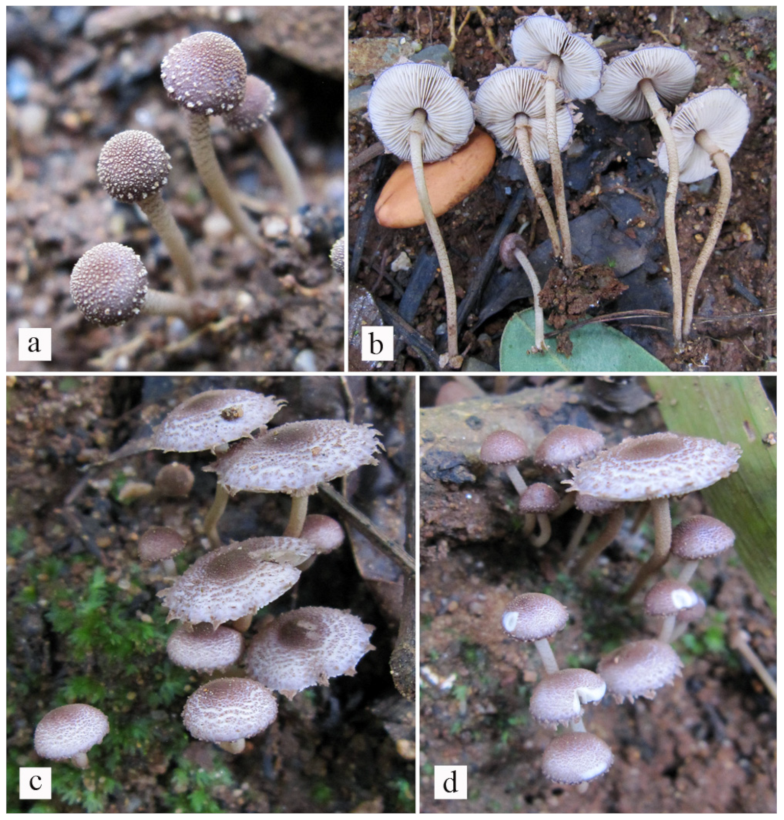 Diversity 13 00666 g027