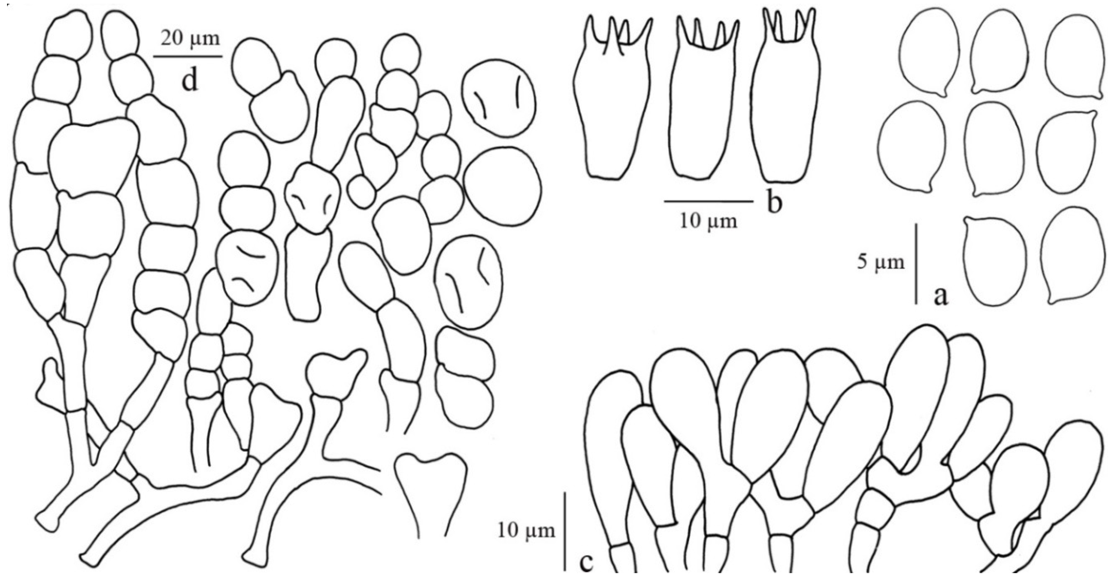 Diversity 13 00666 g028