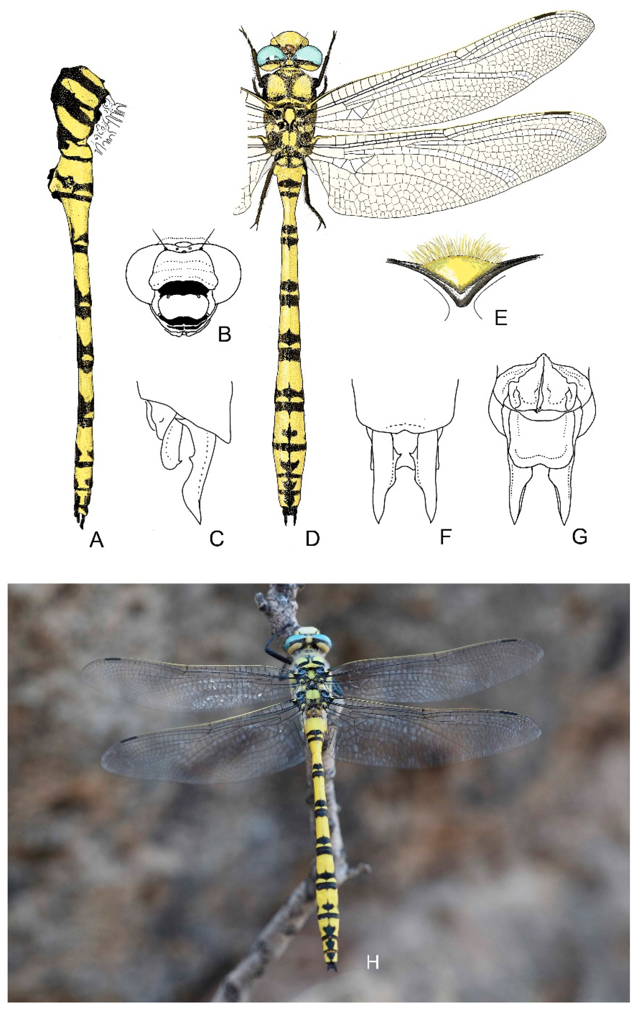Diversity 13 00667 g013