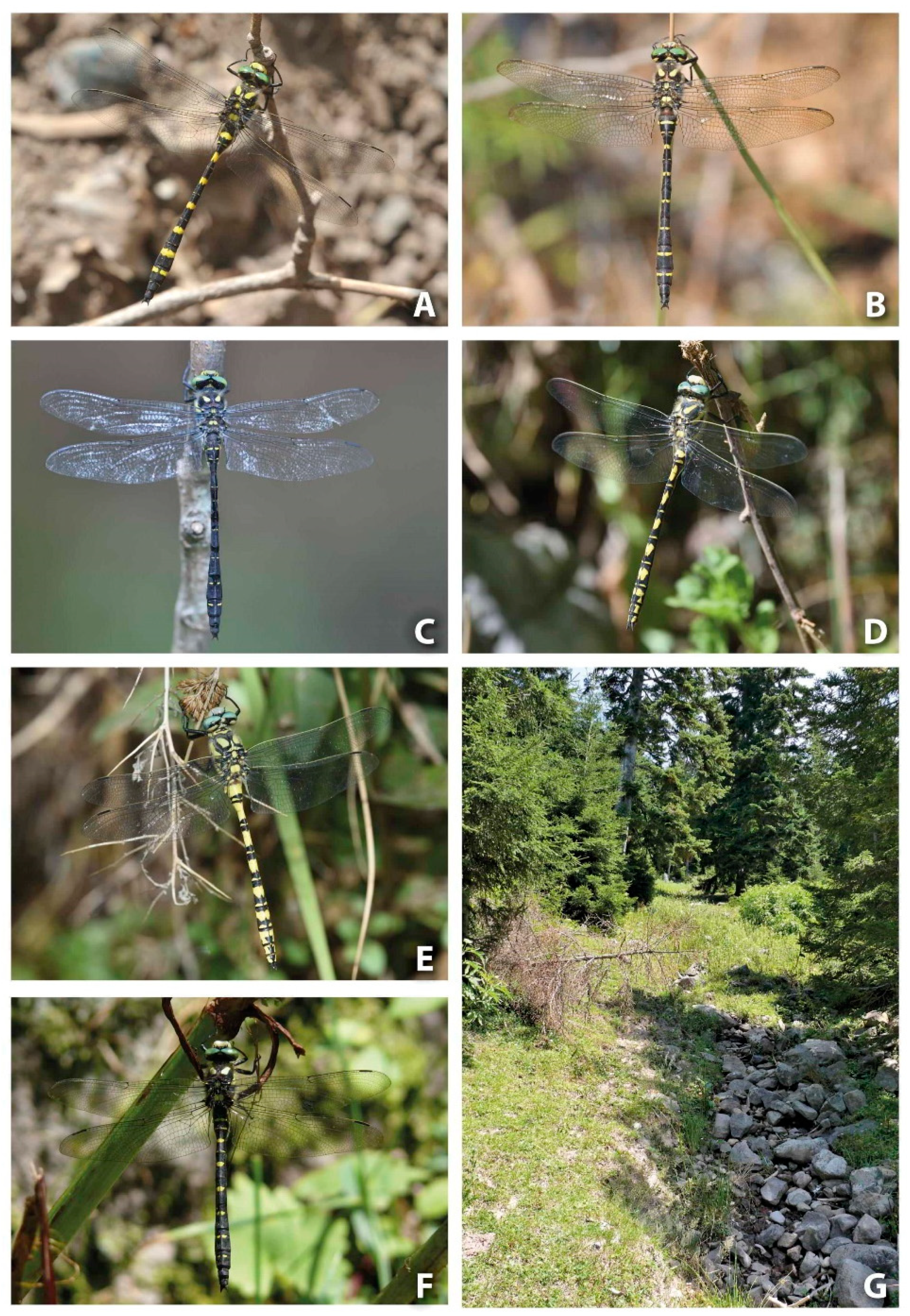 Diversity 13 00667 g020