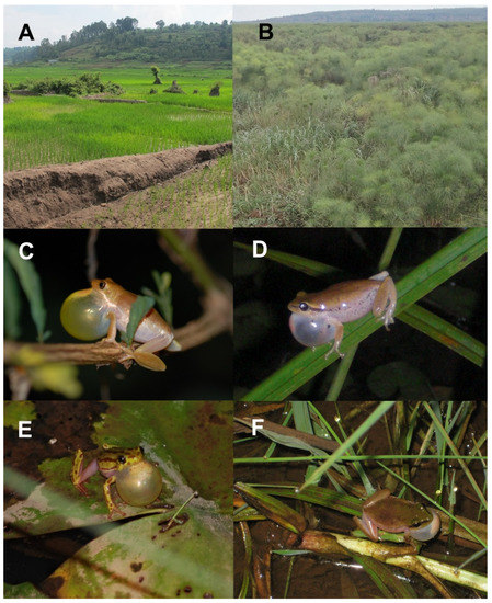 Component Endoparasite Communities Mirror Life-History 