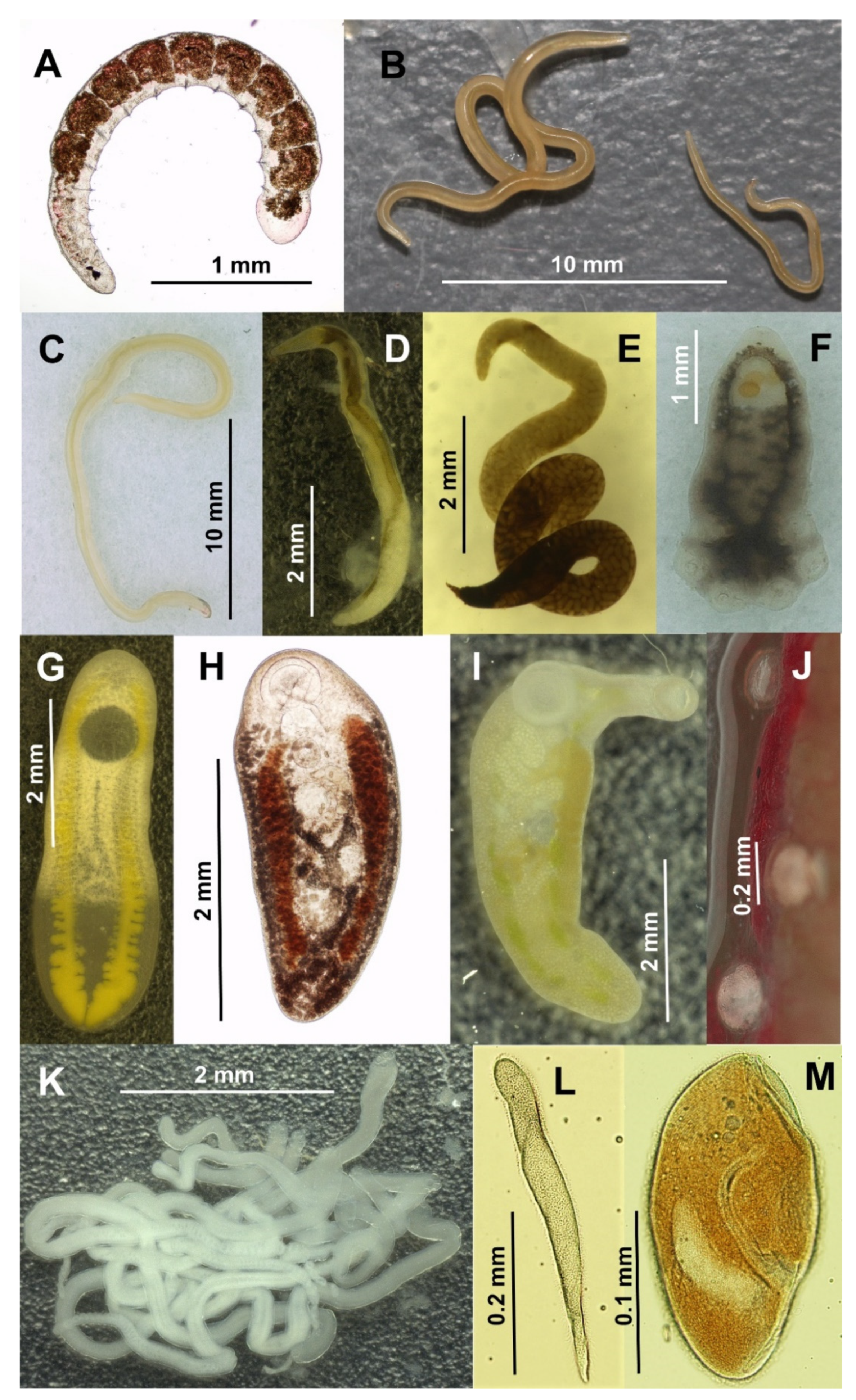 Diversity 13 00669 g002