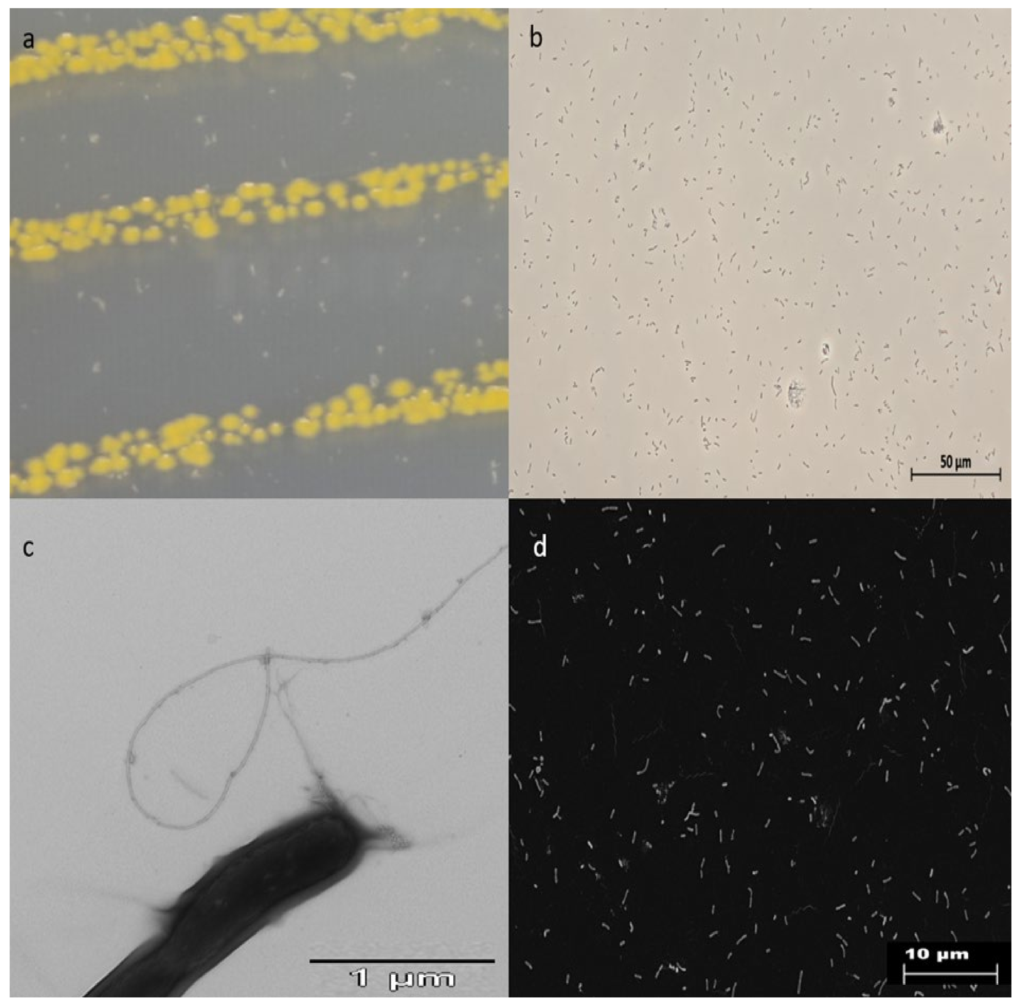 Diversity 13 00670 g001