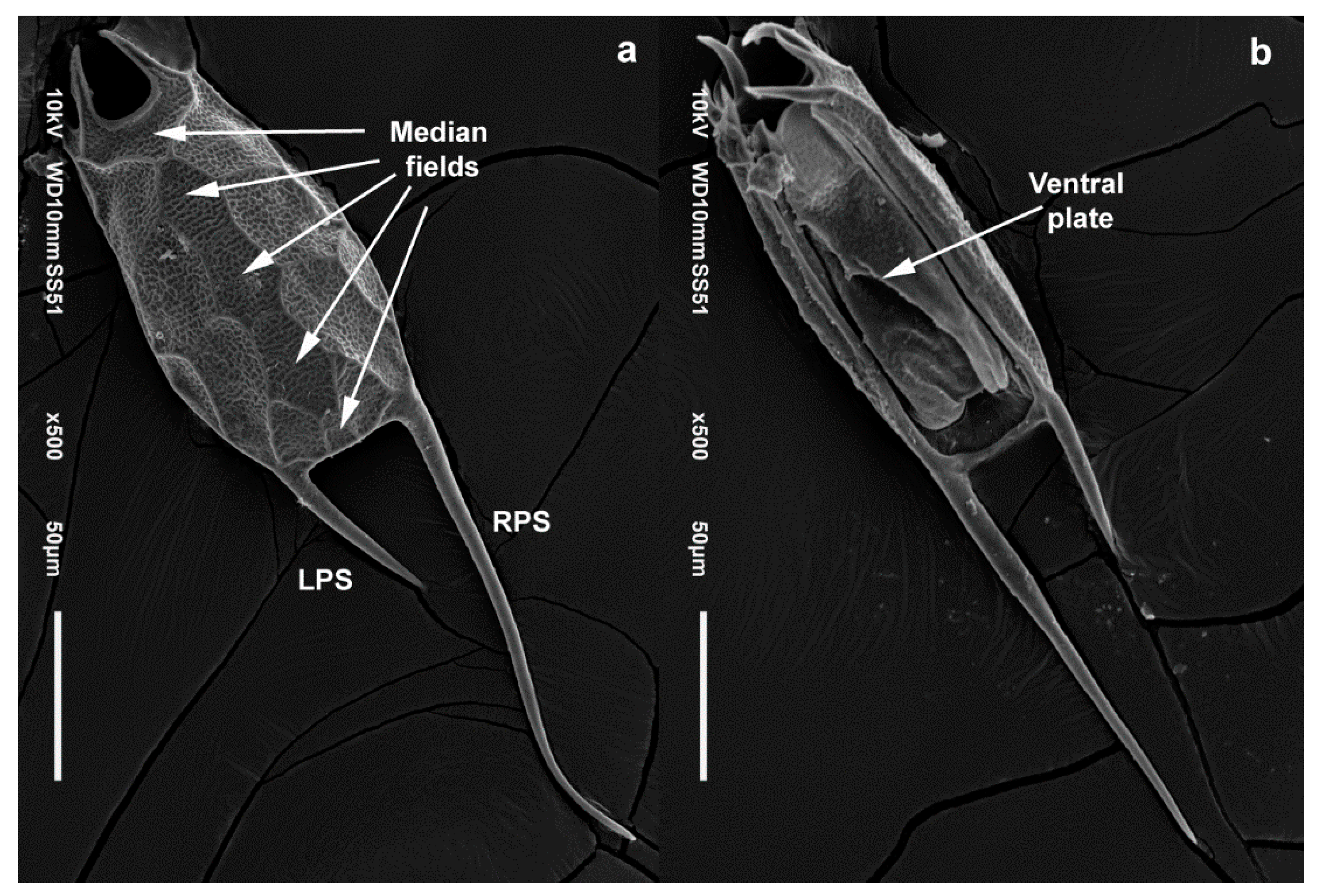 Diversity 13 00676 g008