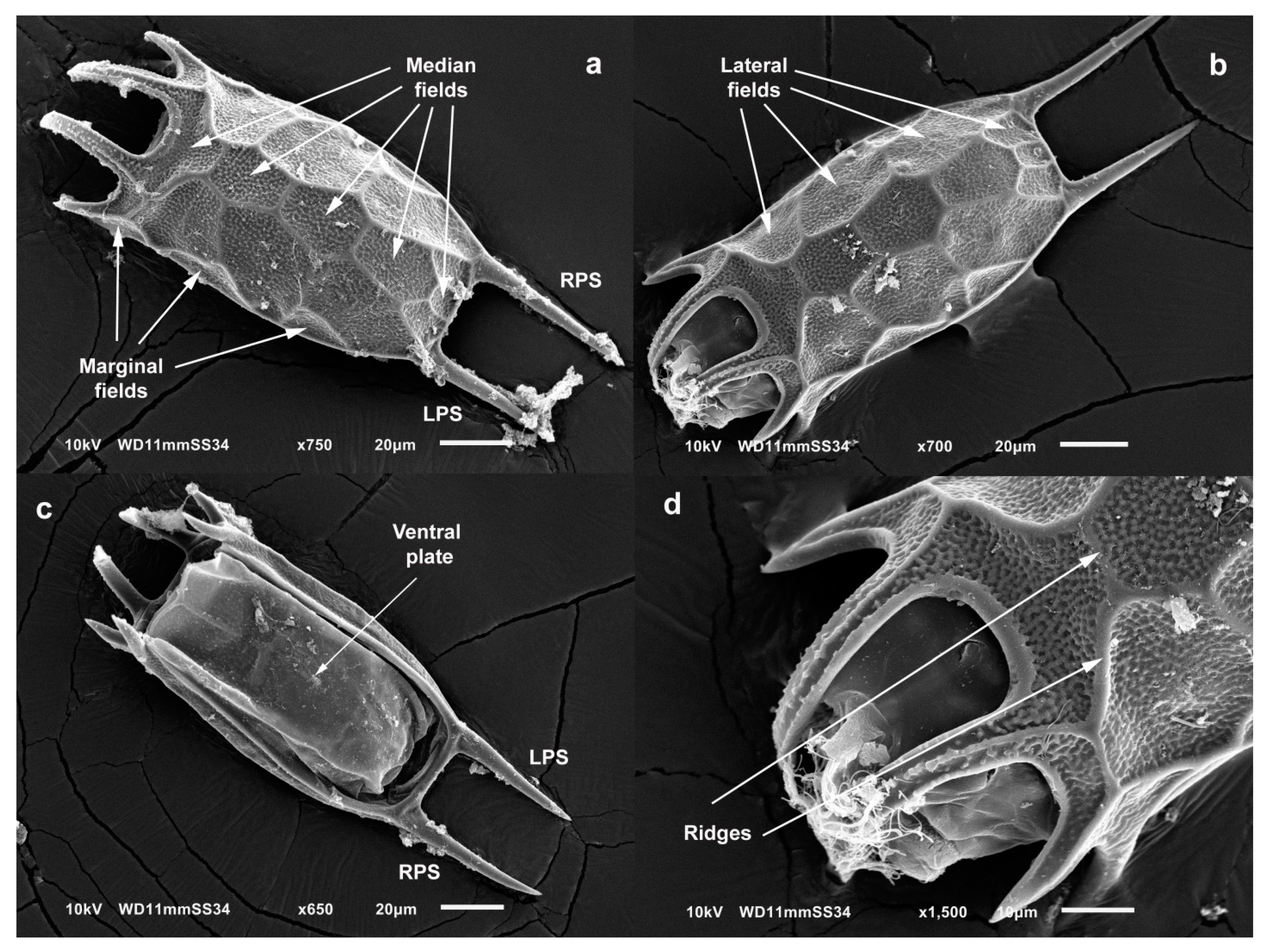Diversity 13 00676 g010