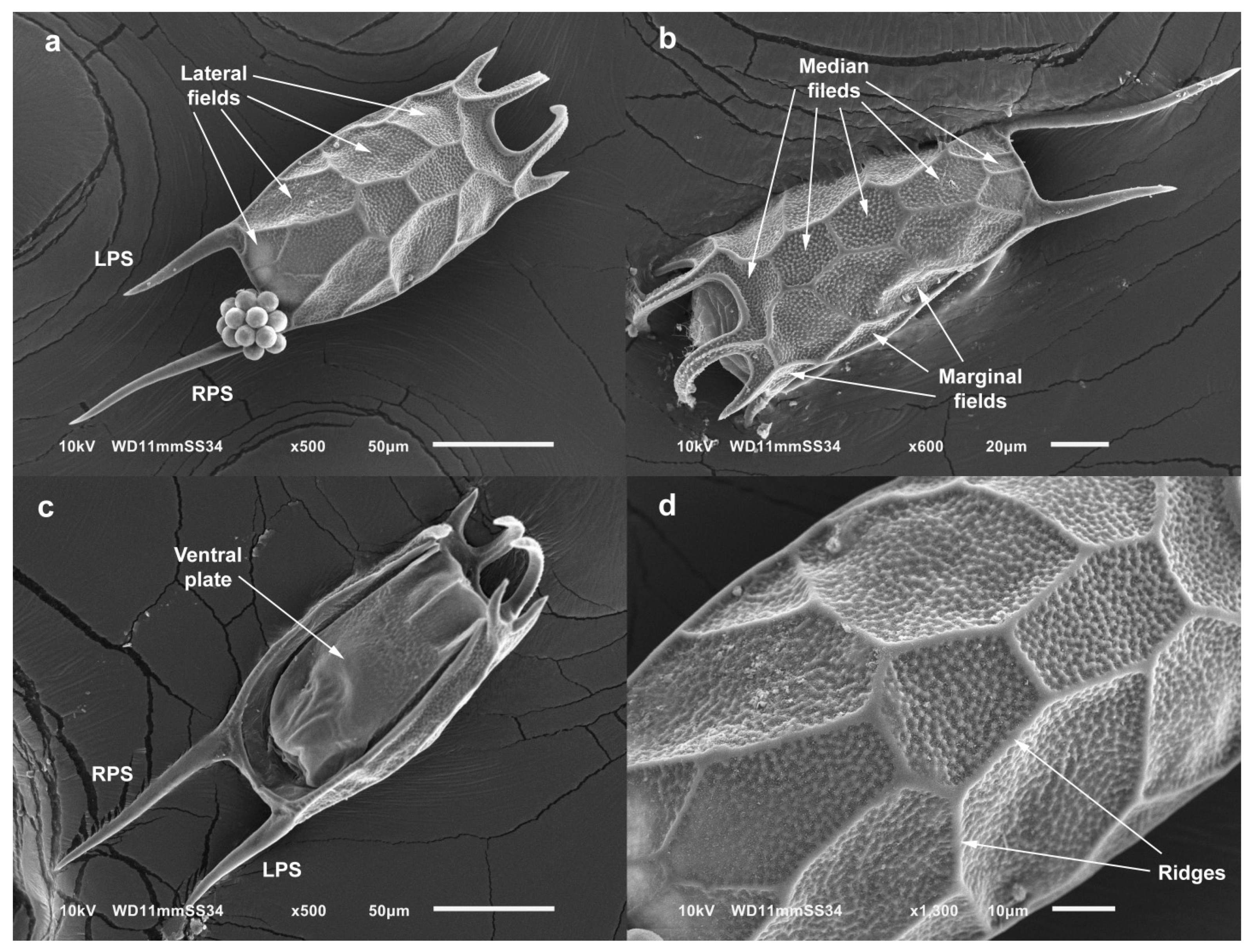 Diversity 13 00676 g011