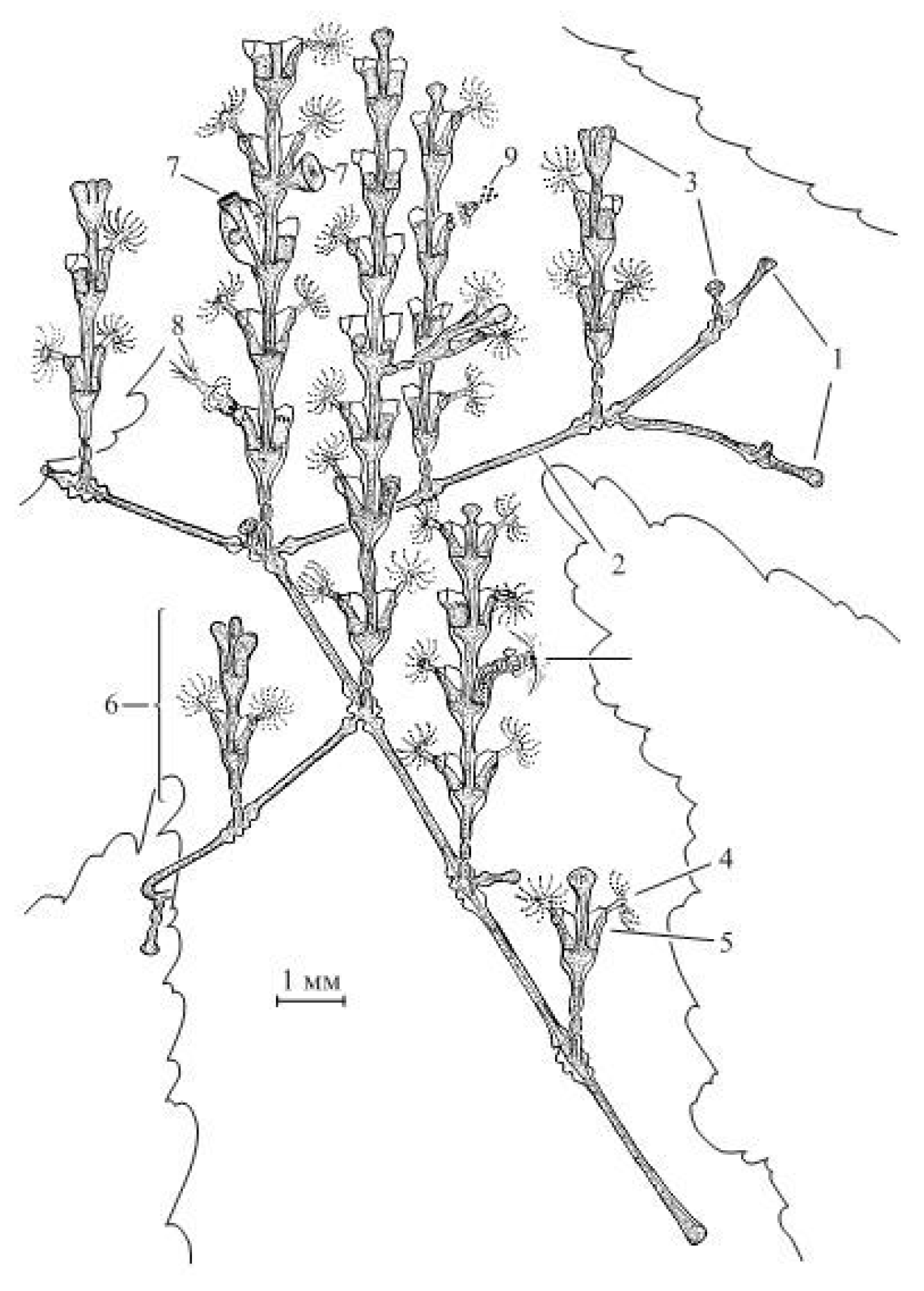 Diversity 13 00683 g001 550