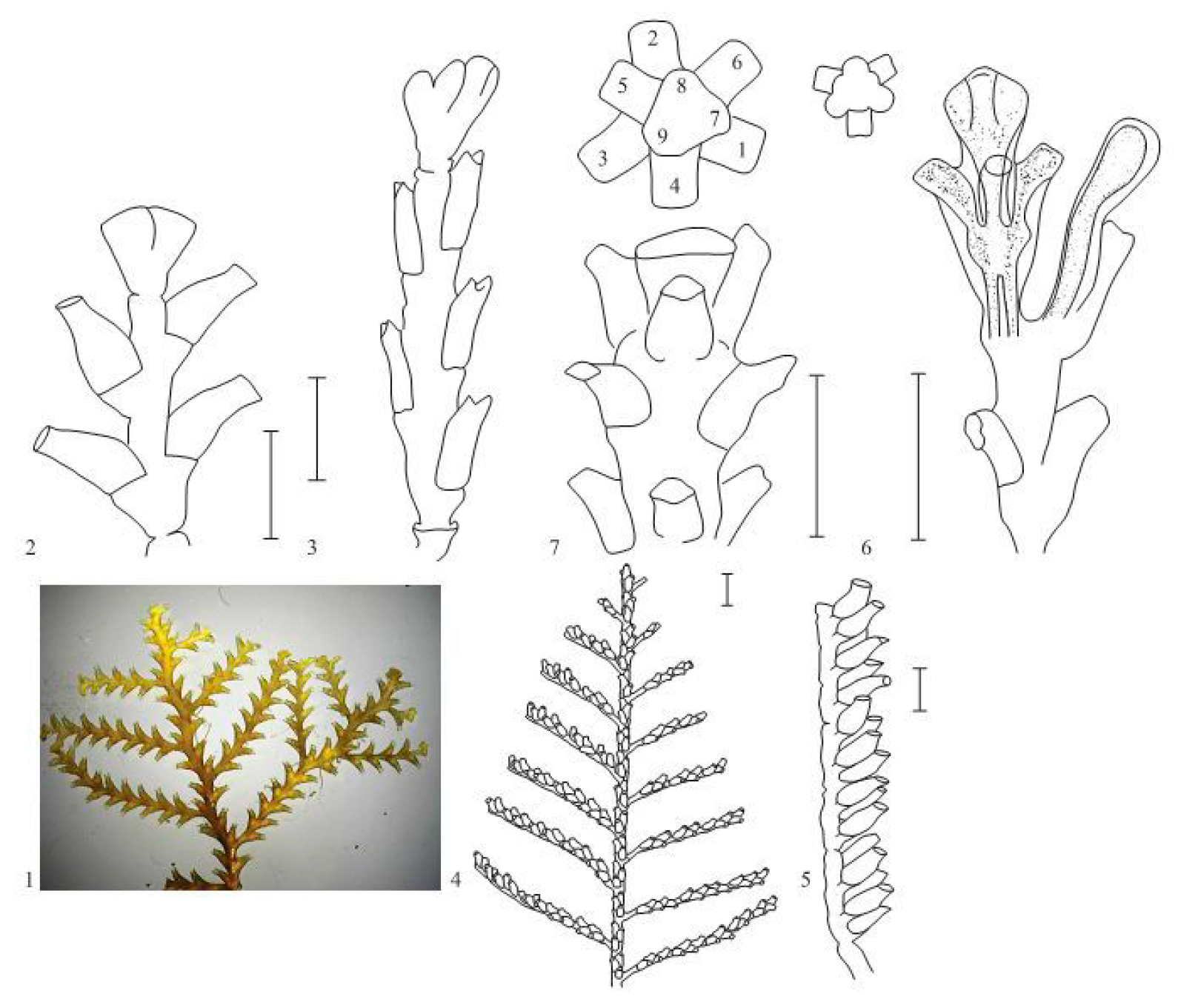 Diversity 13 00683 g009 550