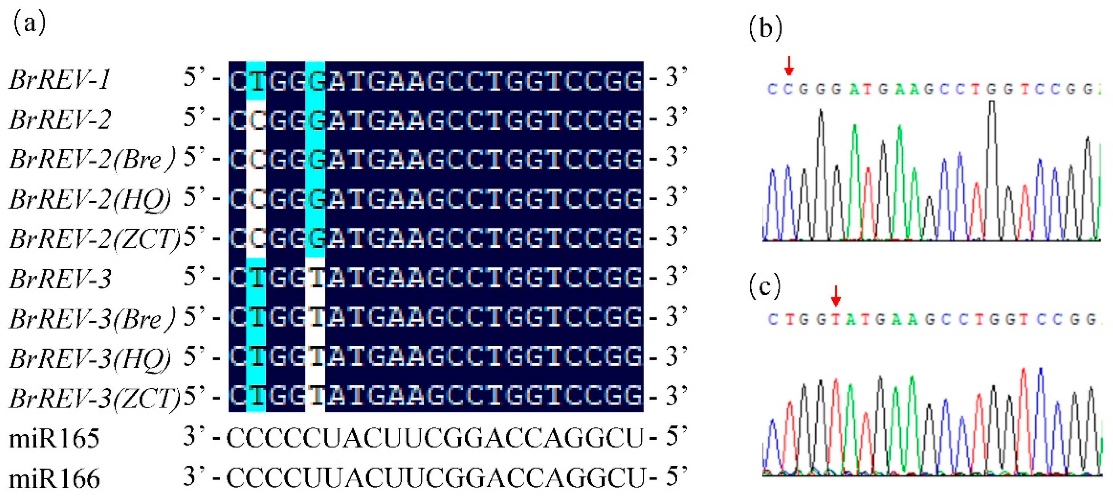 Diversity 13 00684 g008