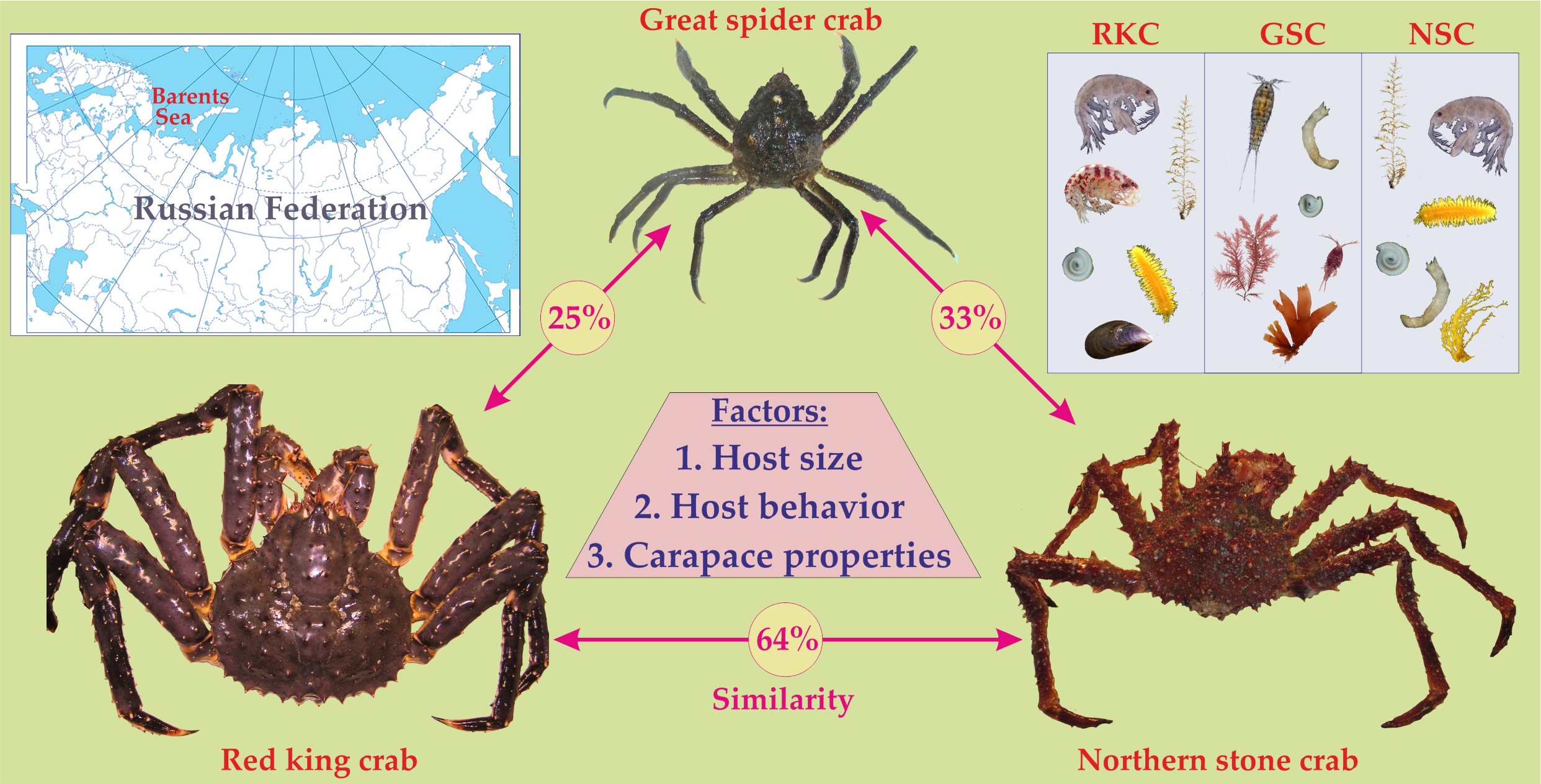 Diversity Free Full Text Epibiotic Communities Of Common Crab Species In The Coastal Barents Sea Biodiversity And Infestation Patterns Html Diversity Free Full Text Epibiotic Communities Of Common Crab Species In The Coastal Barents Sea Biodiversity And Infestation Patterns Html