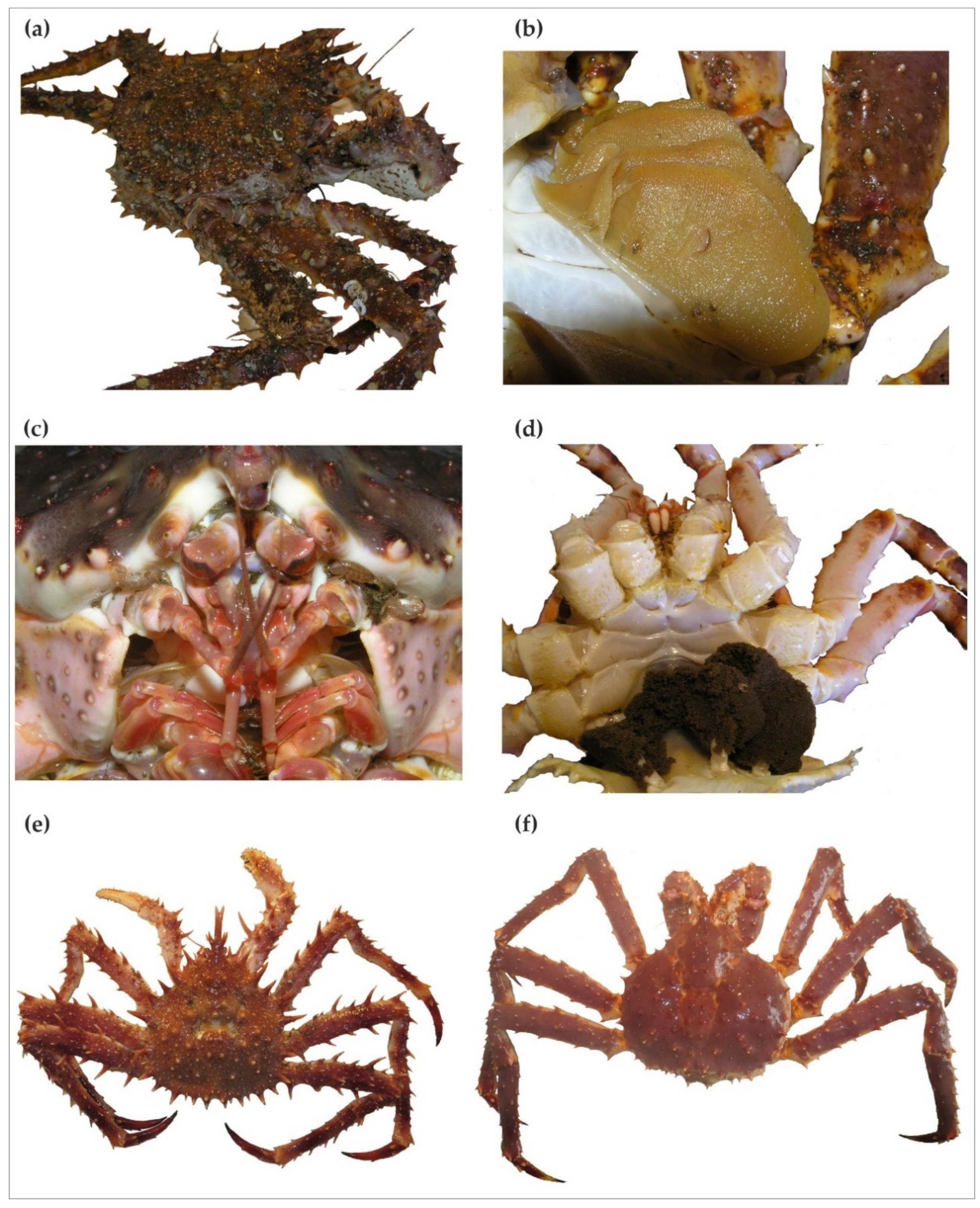 Diversity 14 00006 g002