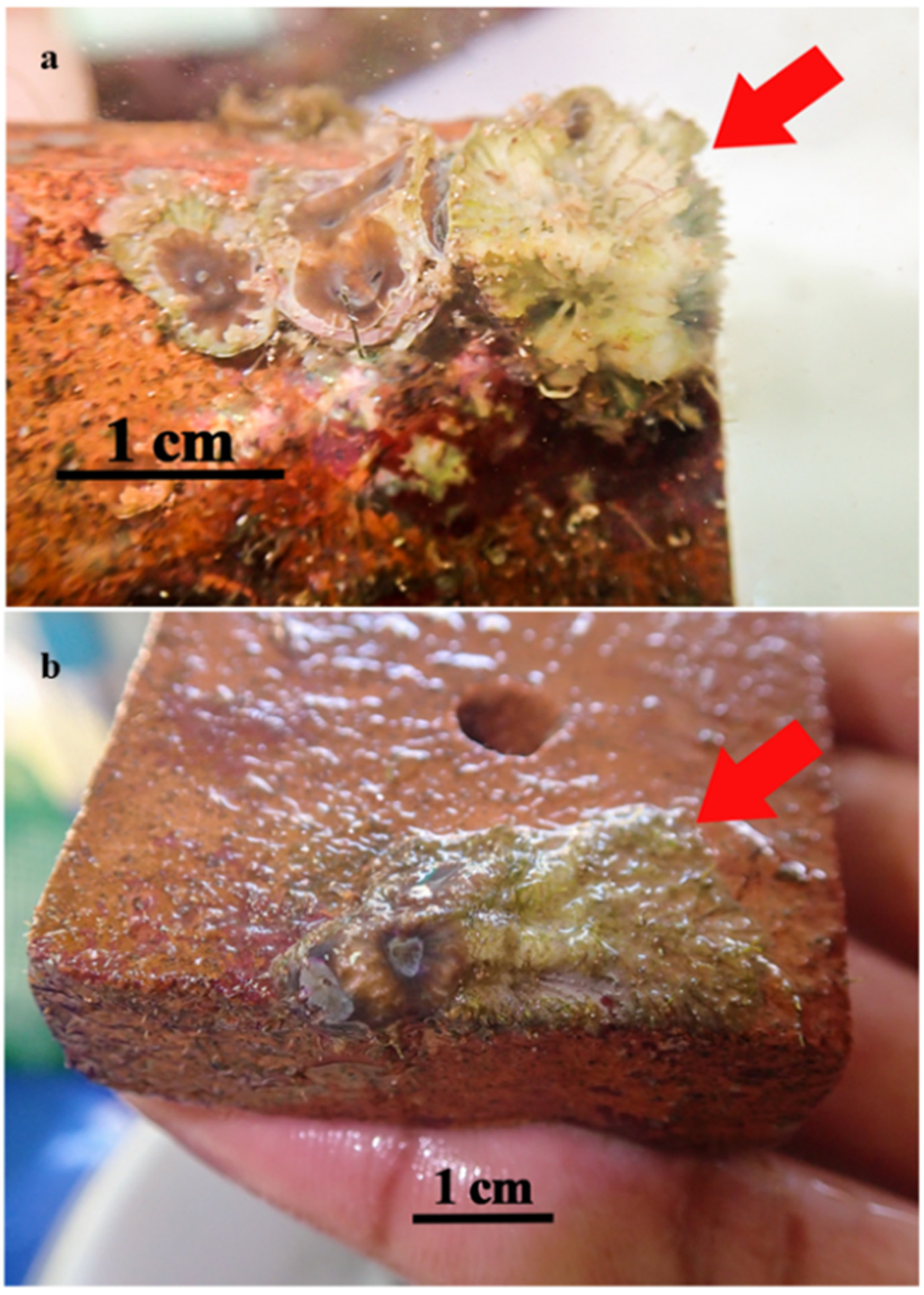 Diversity 14 00018 g001